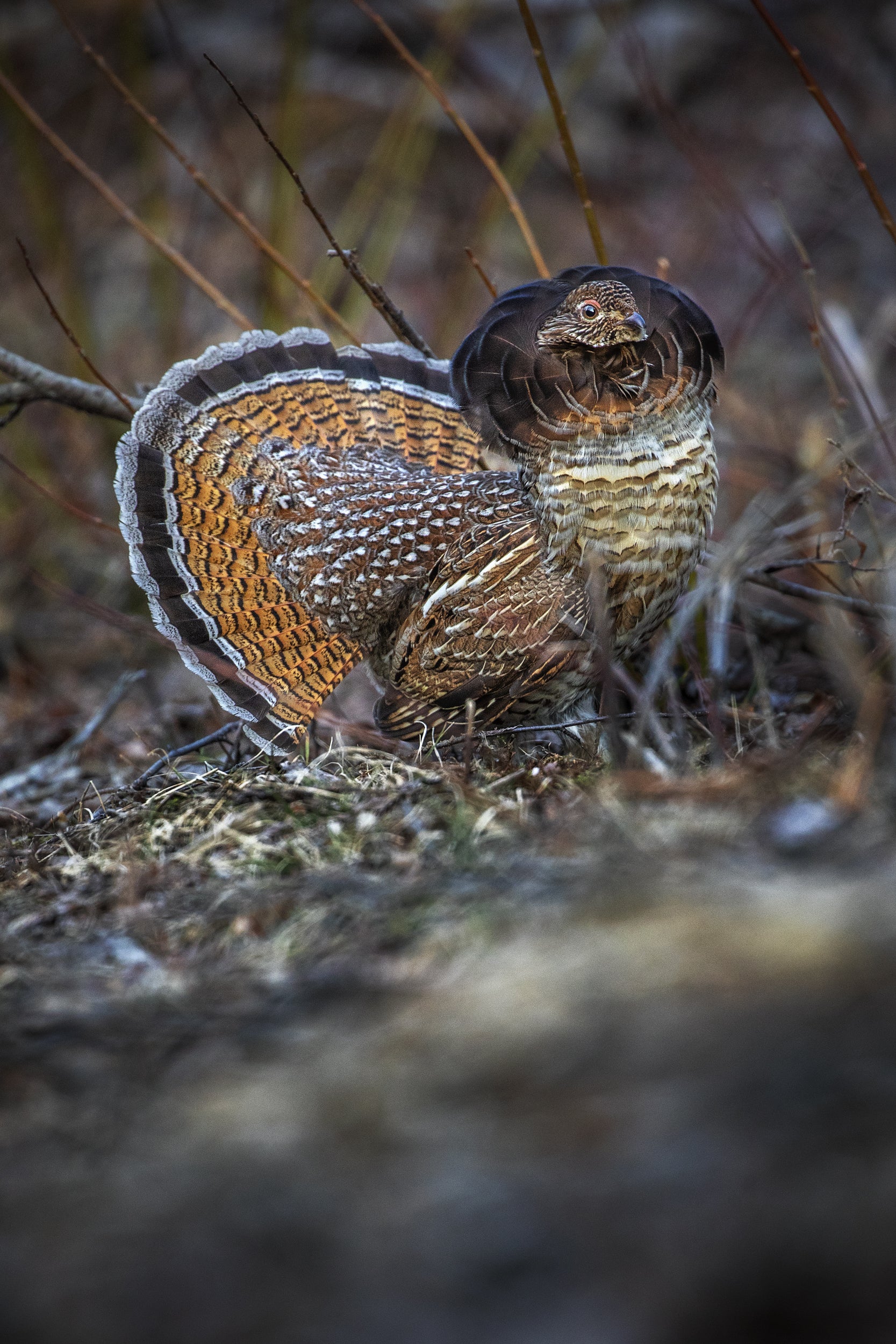 Ruffed Grouse 006