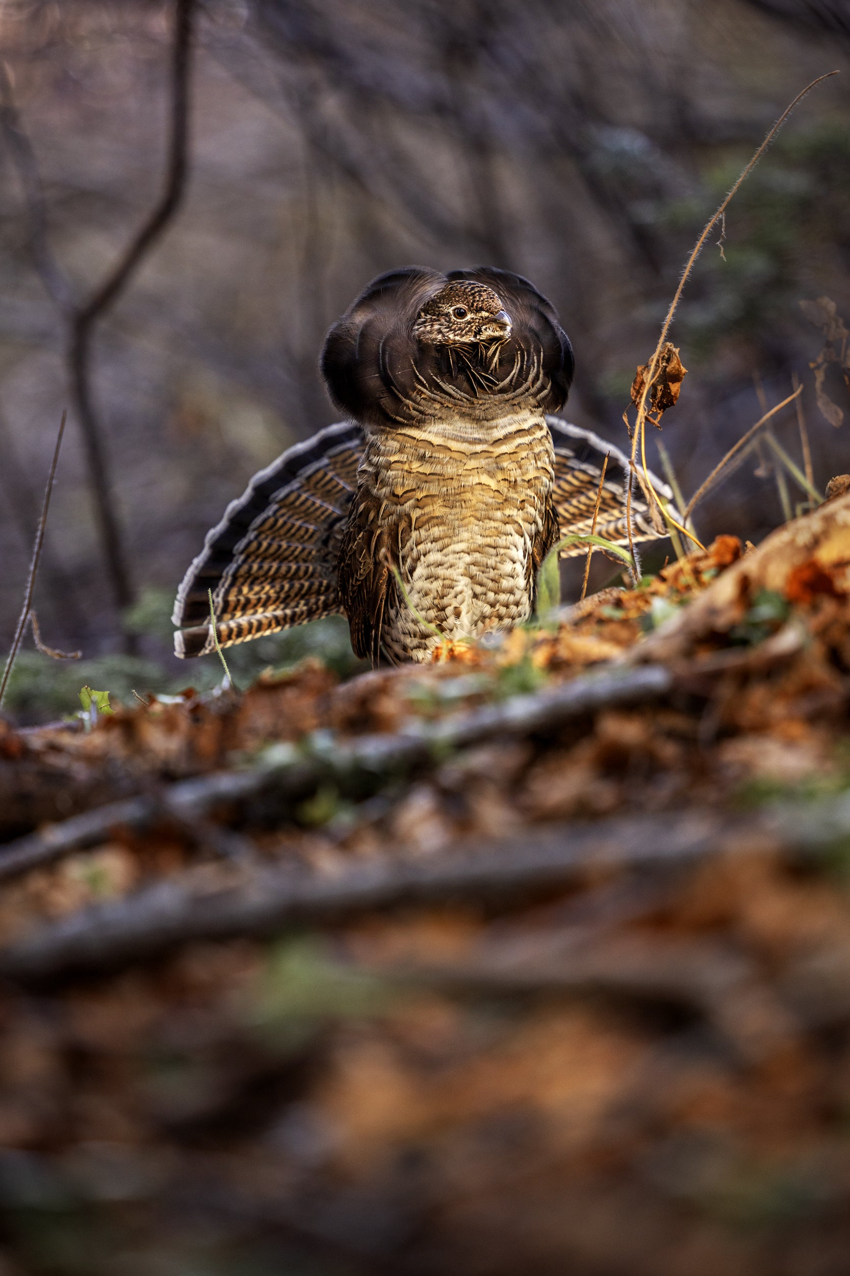 Ruffed Grouse 009
