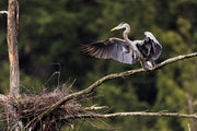 GRAND-HERON_046 Jean-Simon Bégin - Photographe Animalier et Artiste Peintre