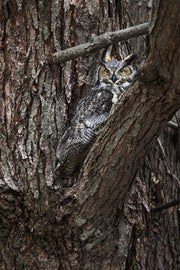 Great Horned Owl 001