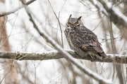 Great Horned Owl 002