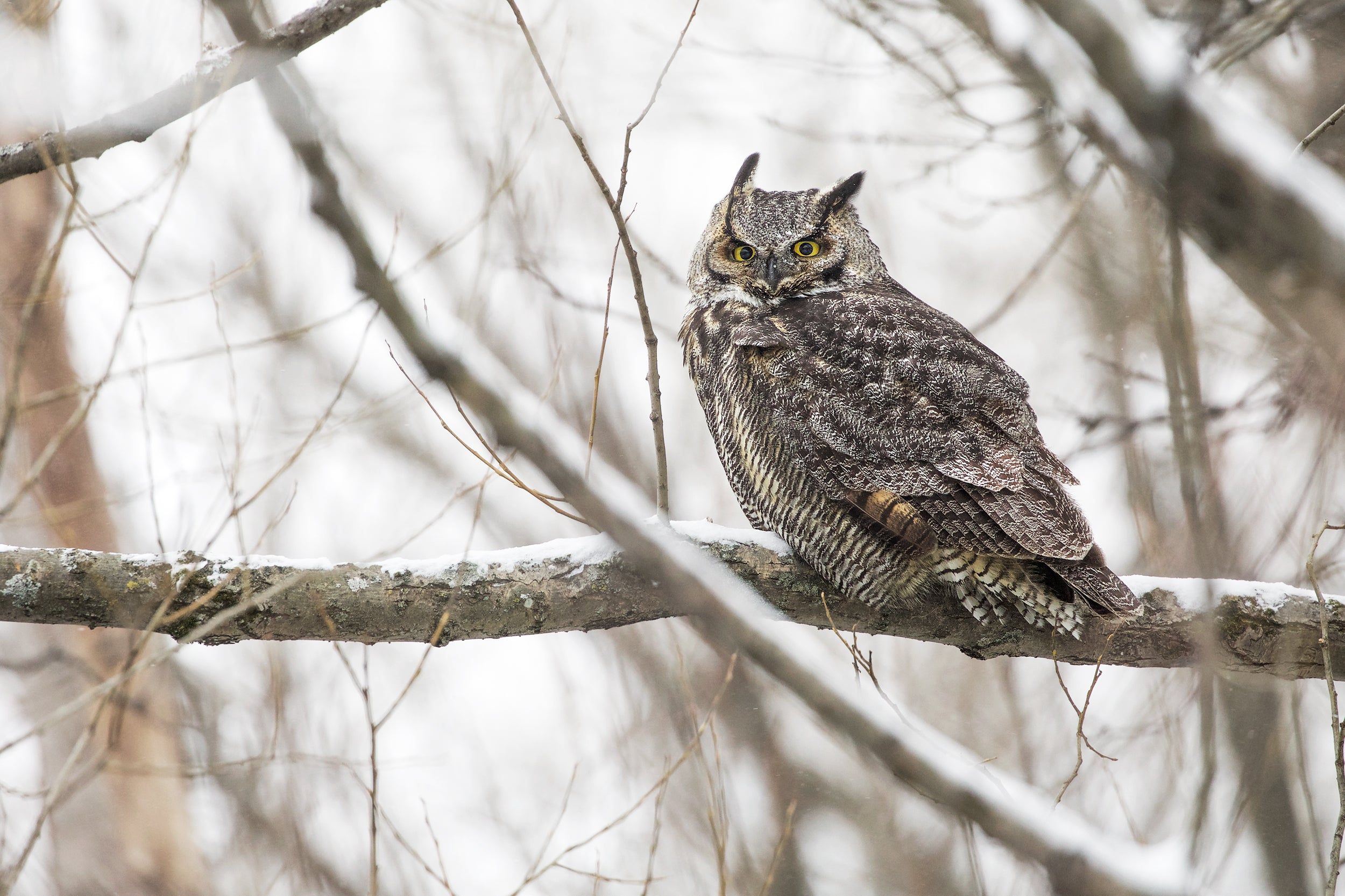Great Horned Owl 002