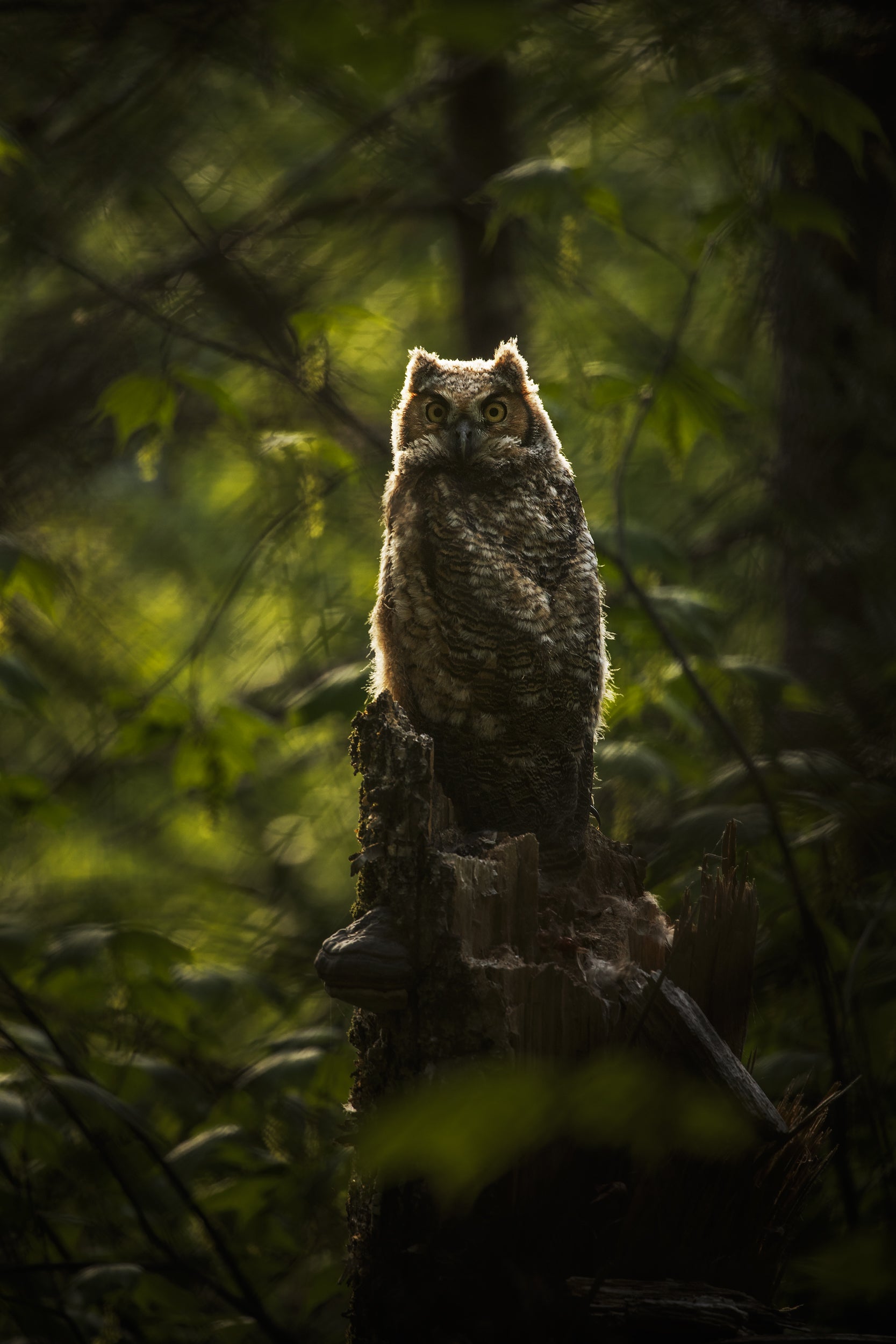 Great Horned Owl 004
