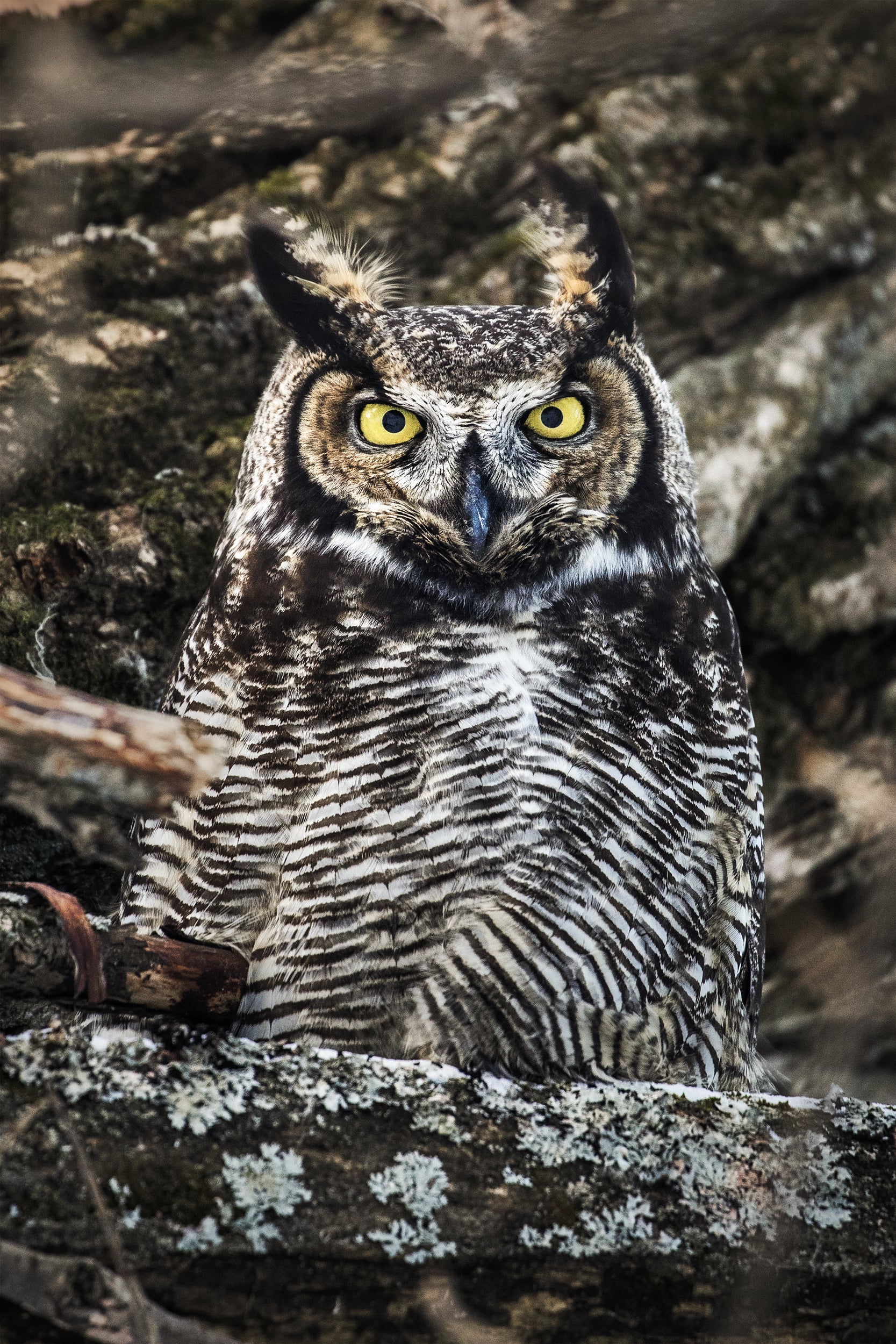 Great Horned Owl 005