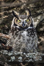 Great Horned Owl 005