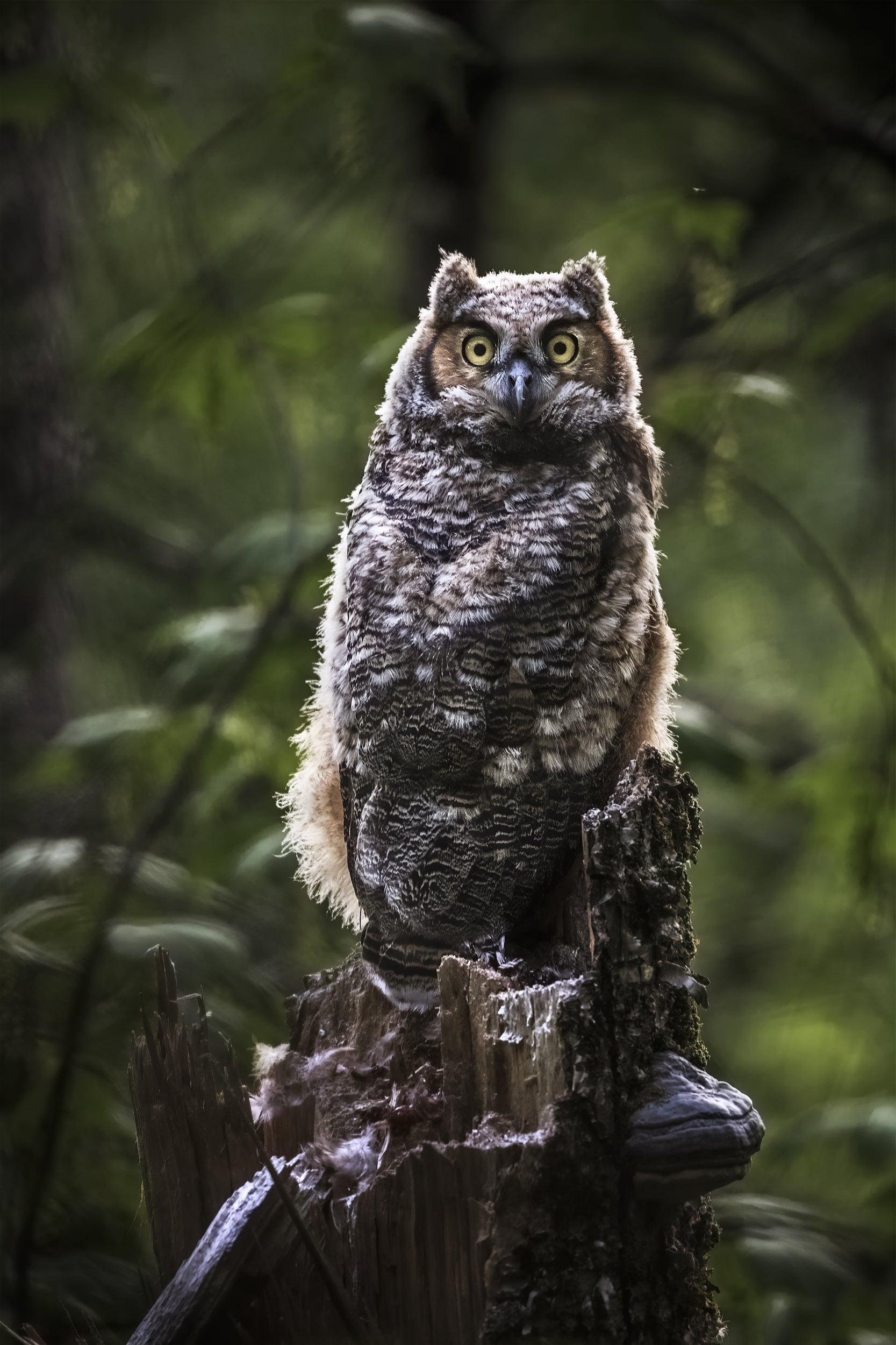 Great Horned Owl 007
