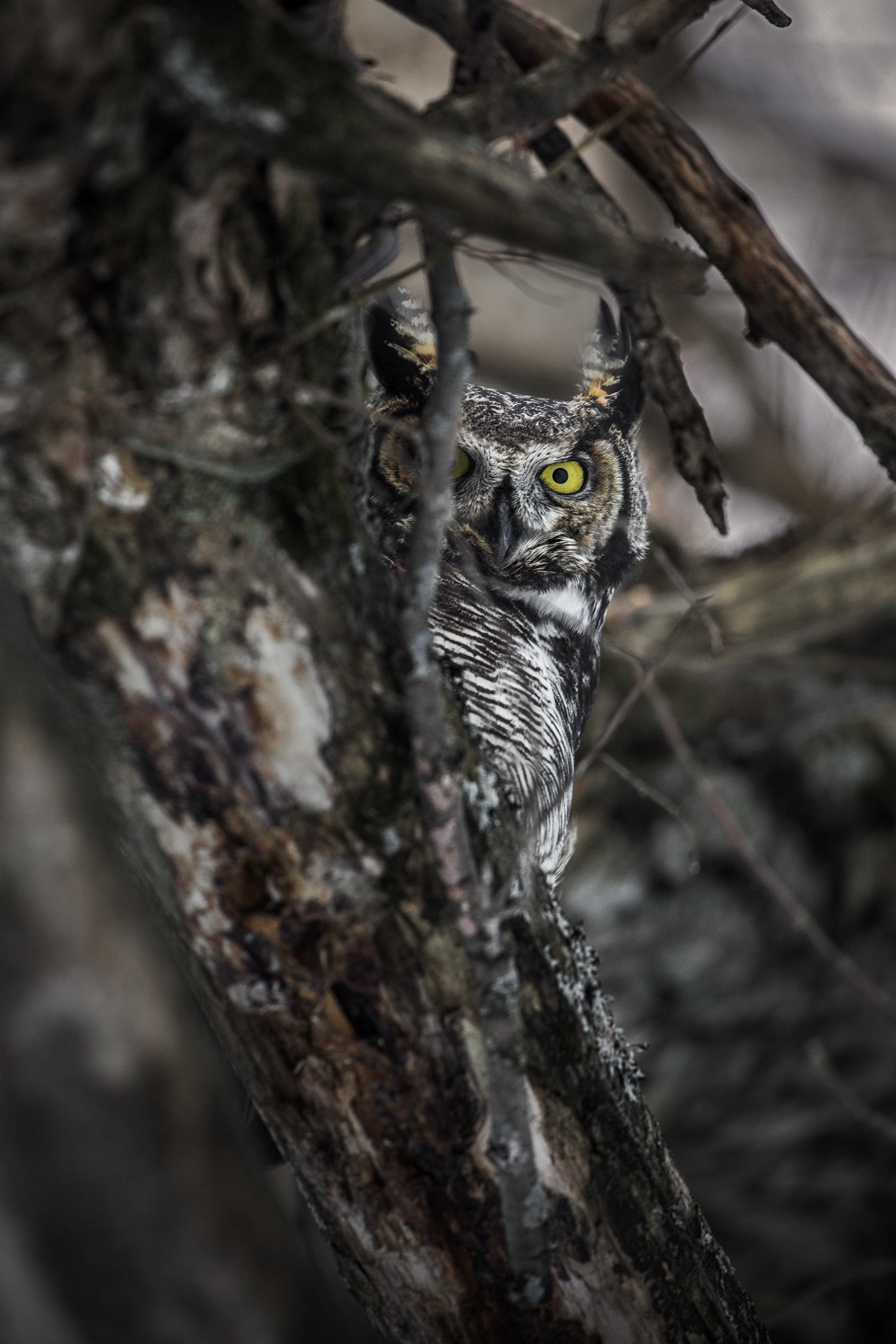 Great Horned Owl 009
