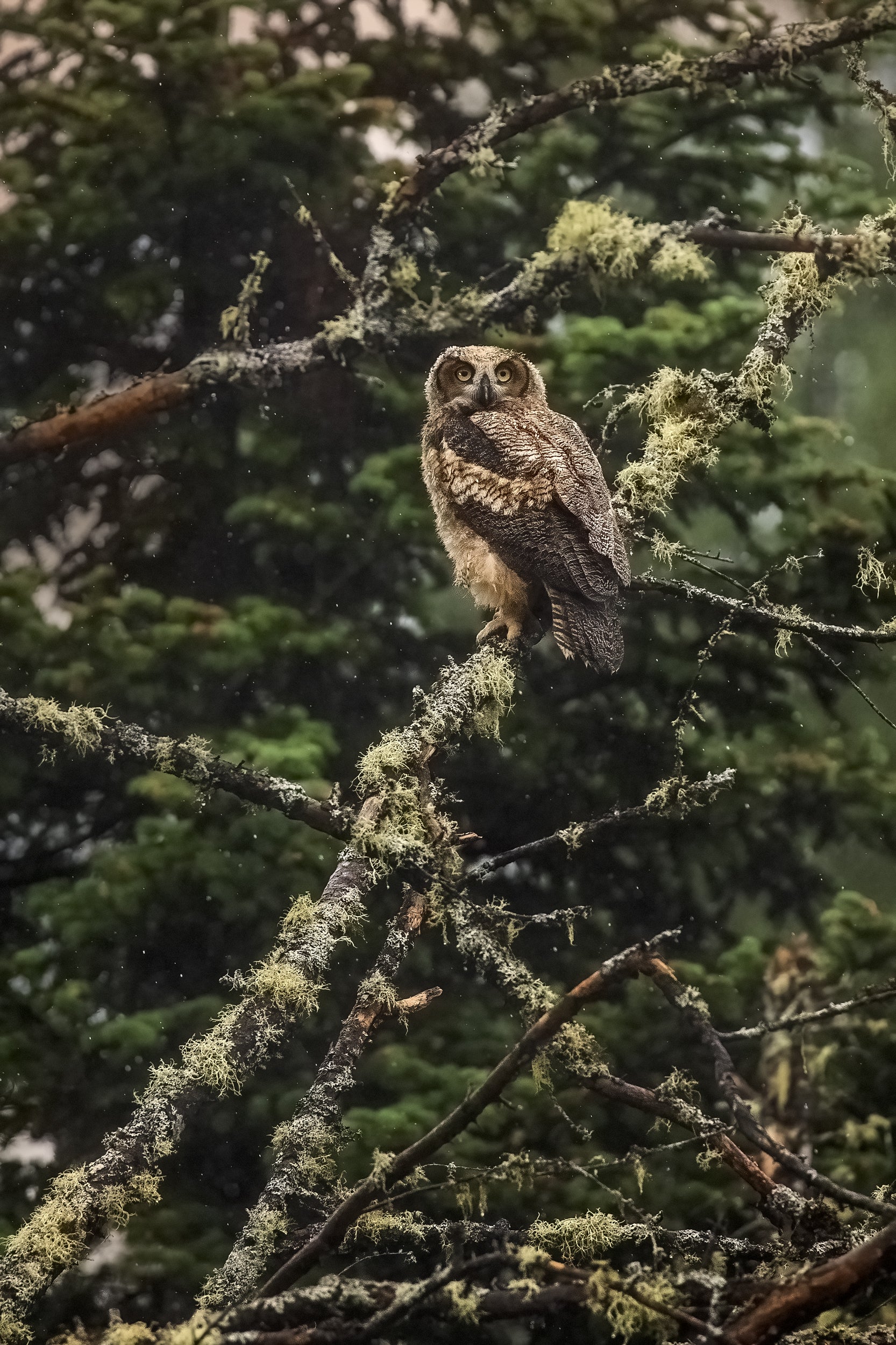 Great Horned Owl 010