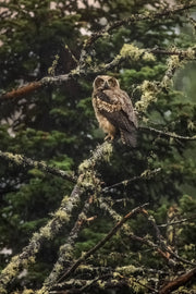 Great Horned Owl 010