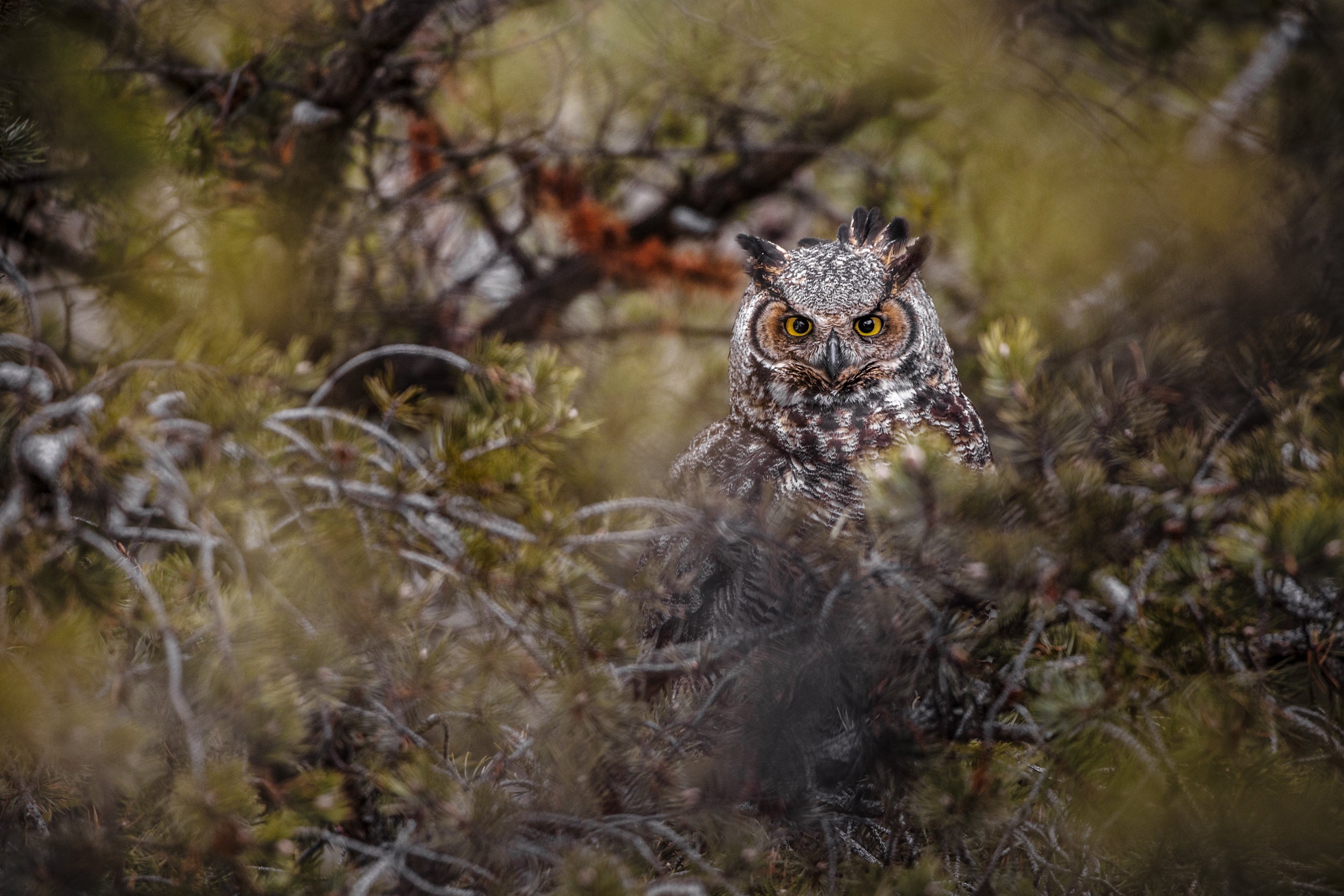 Great Horned Owl 012