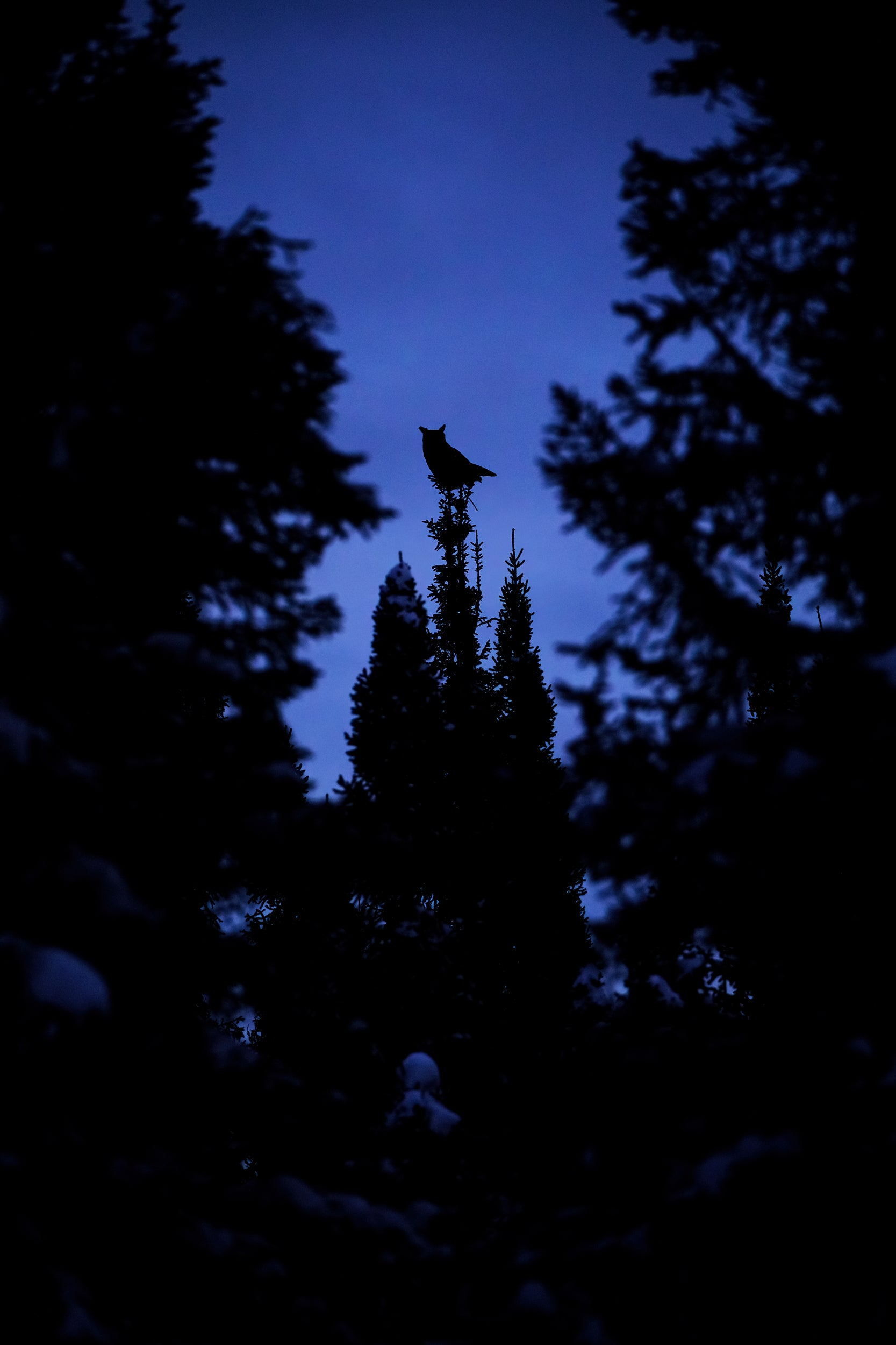 Great Horned Owl 015
