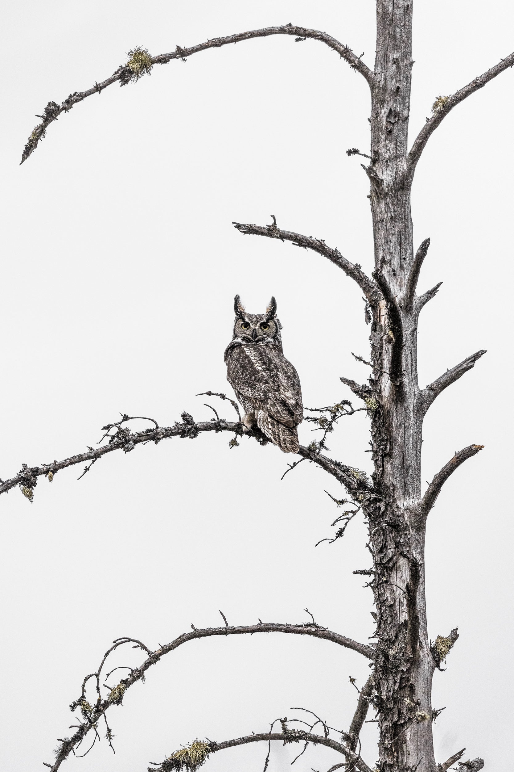 Great Horned Owl 017