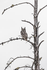 Great Horned Owl 017