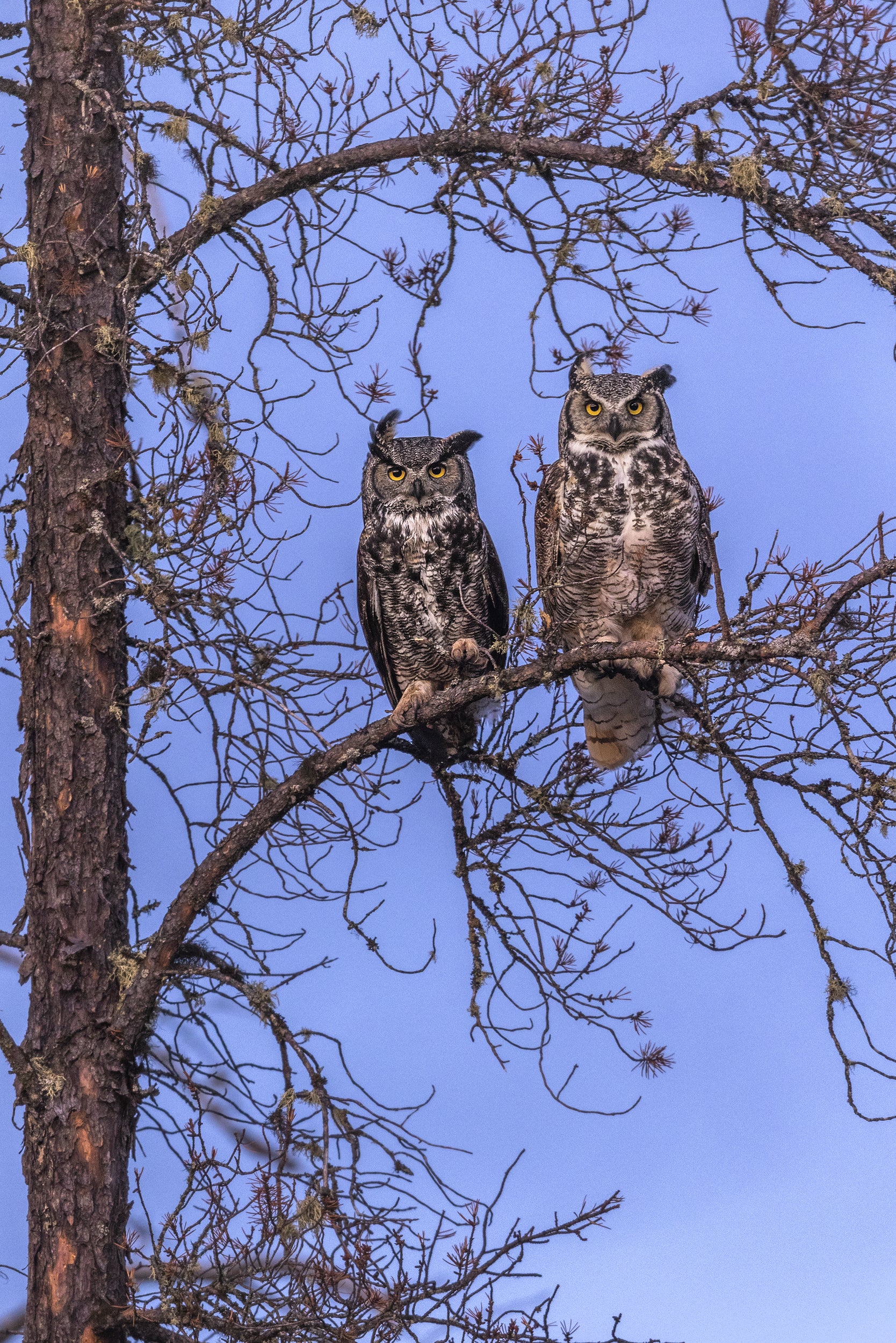 Great Horned Owl 018