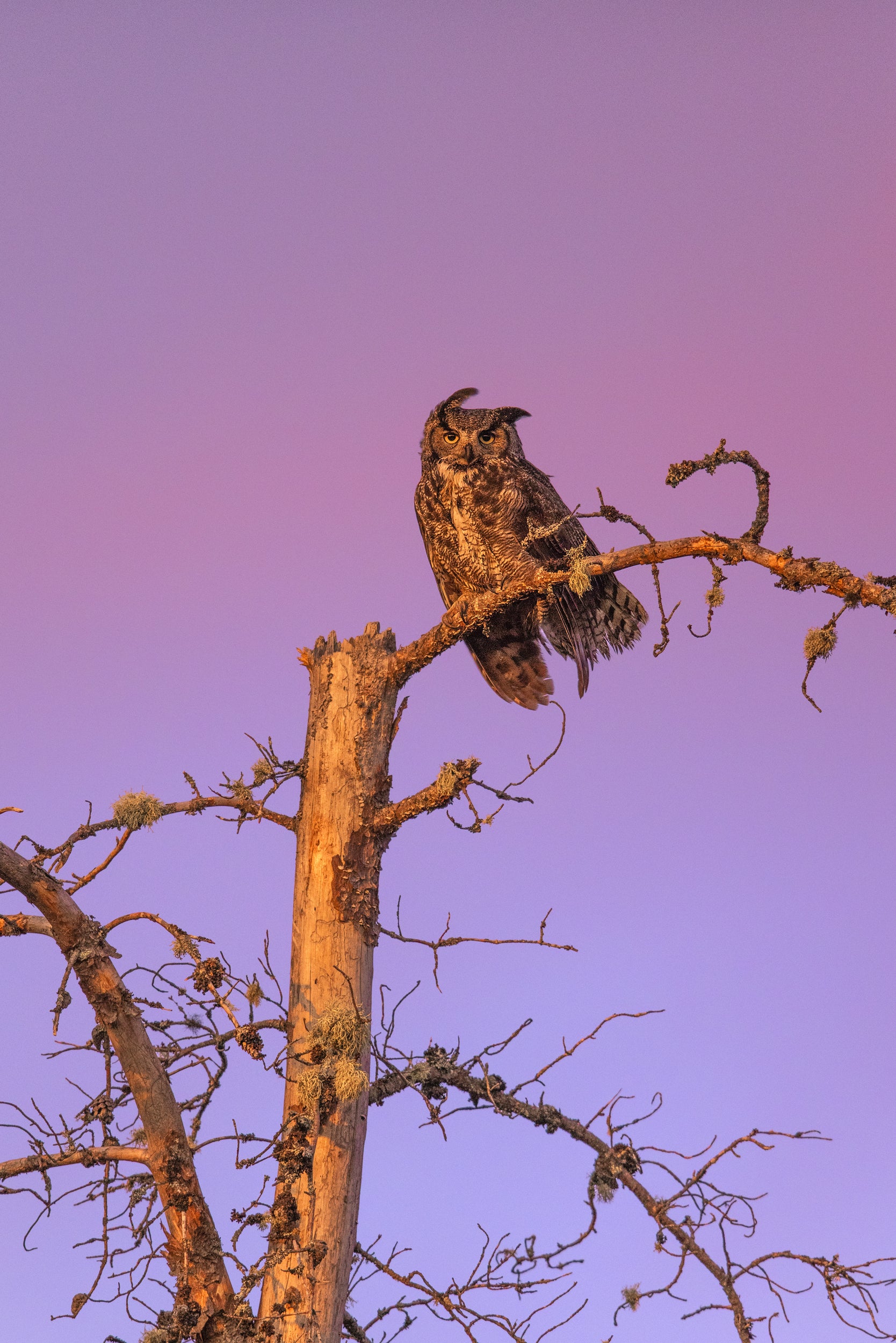 Great Horned Owl 019
