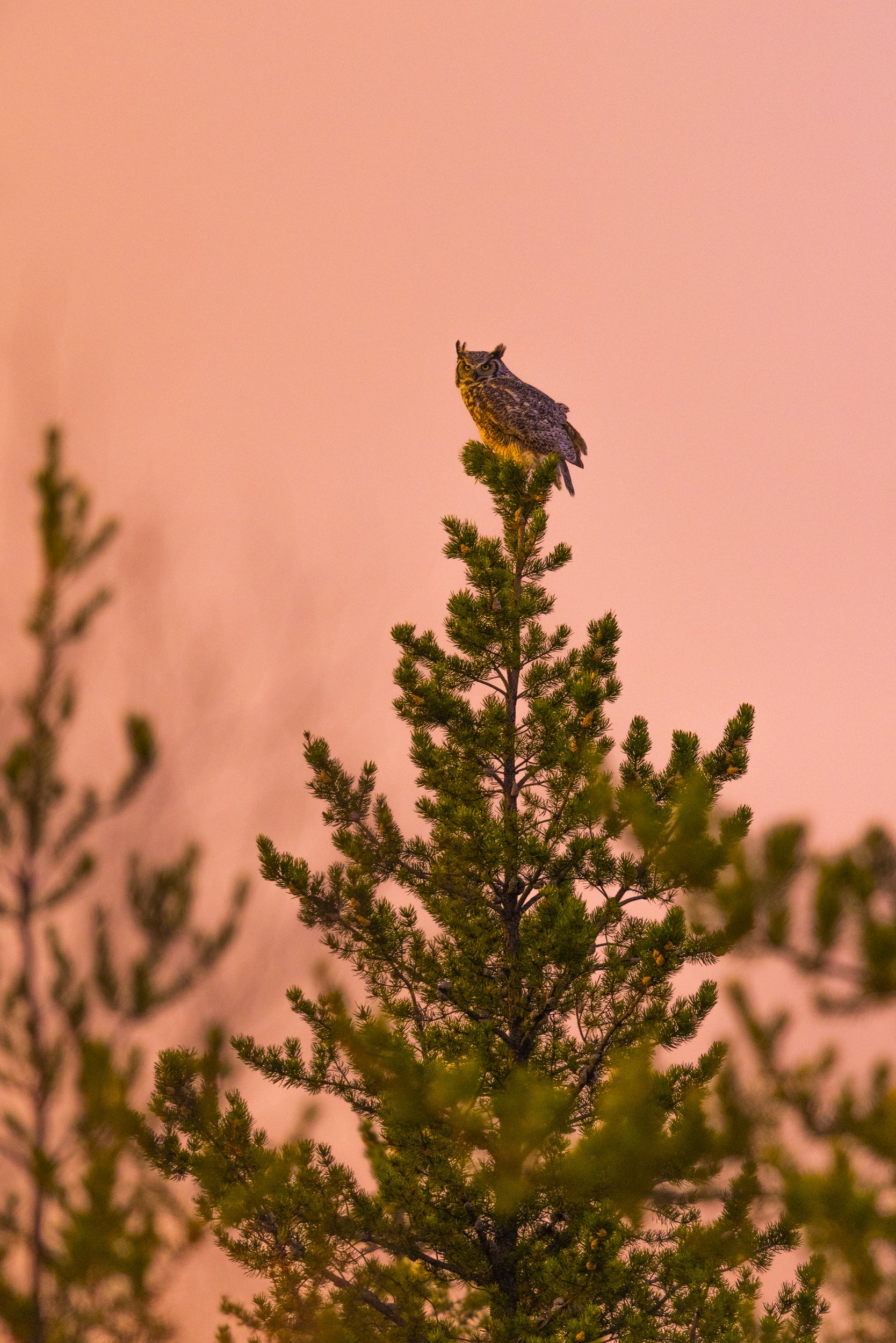 Great Horned Owl 020