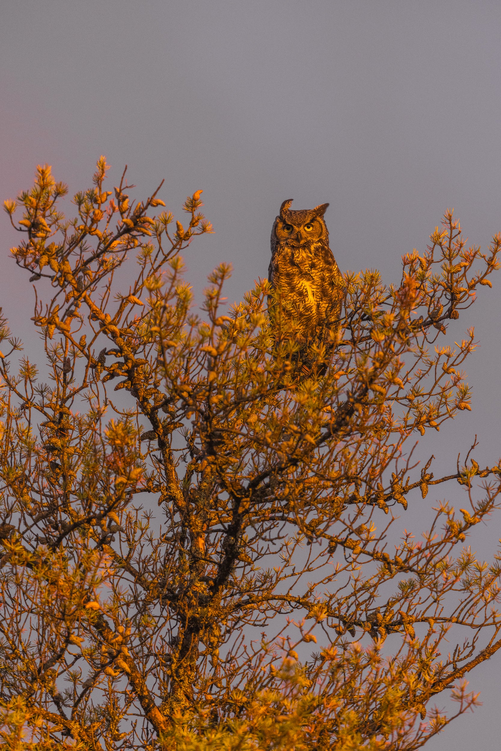 Great Horned Owl 021