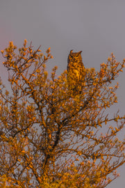 Great Horned Owl 021