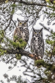 Great Horned Owl 023