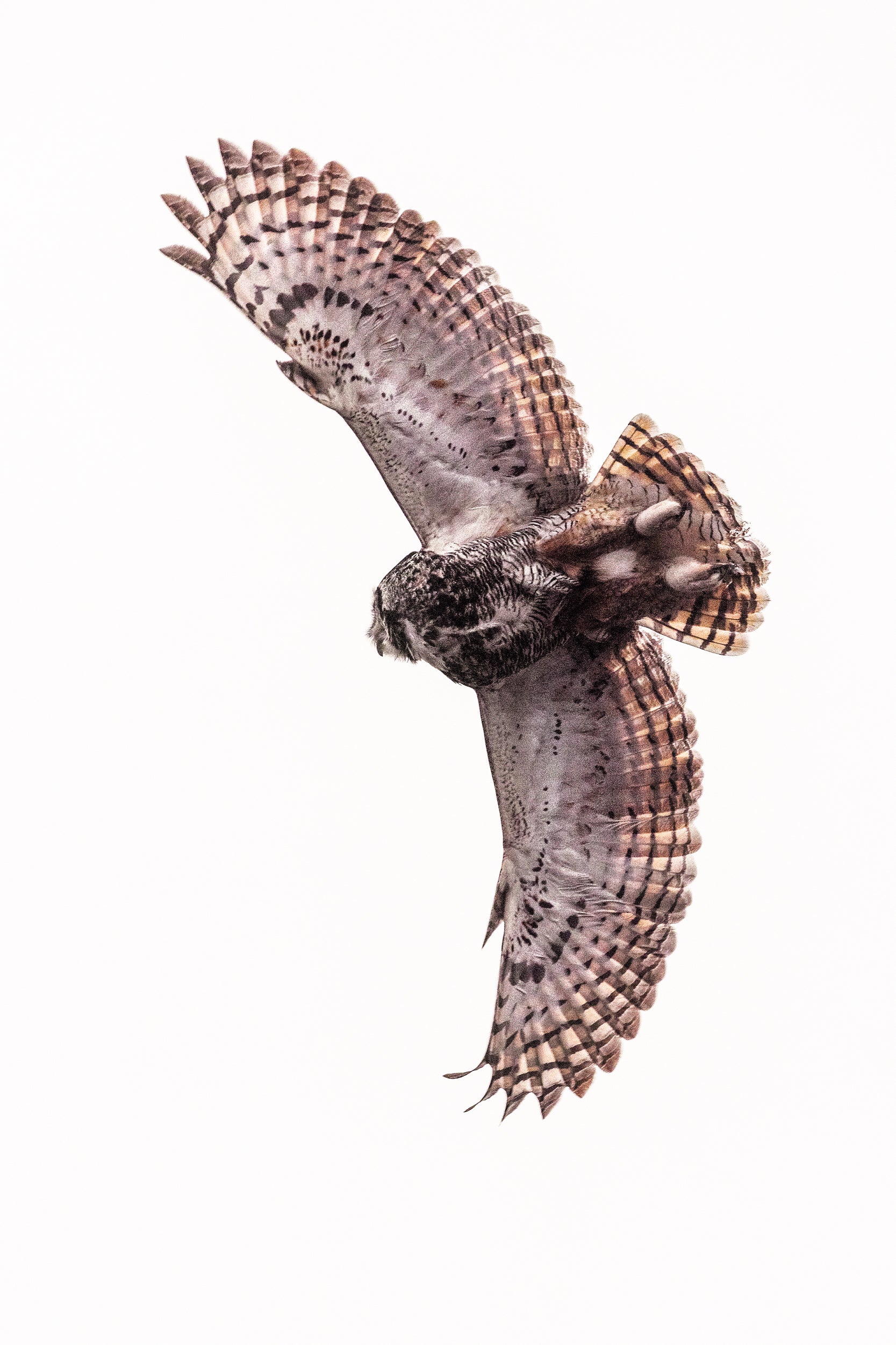 Great Horned Owl 024