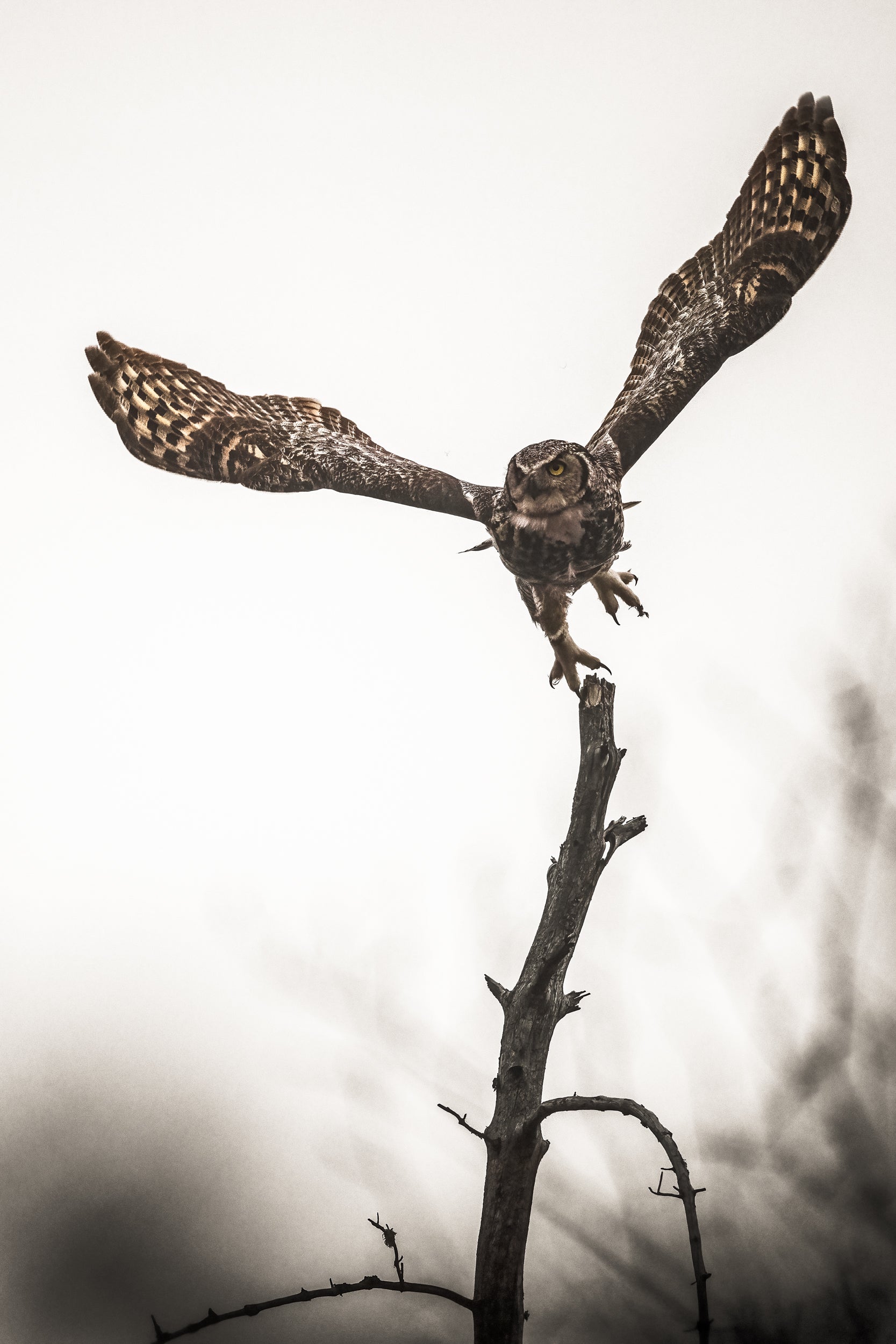 Great Horned Owl 027