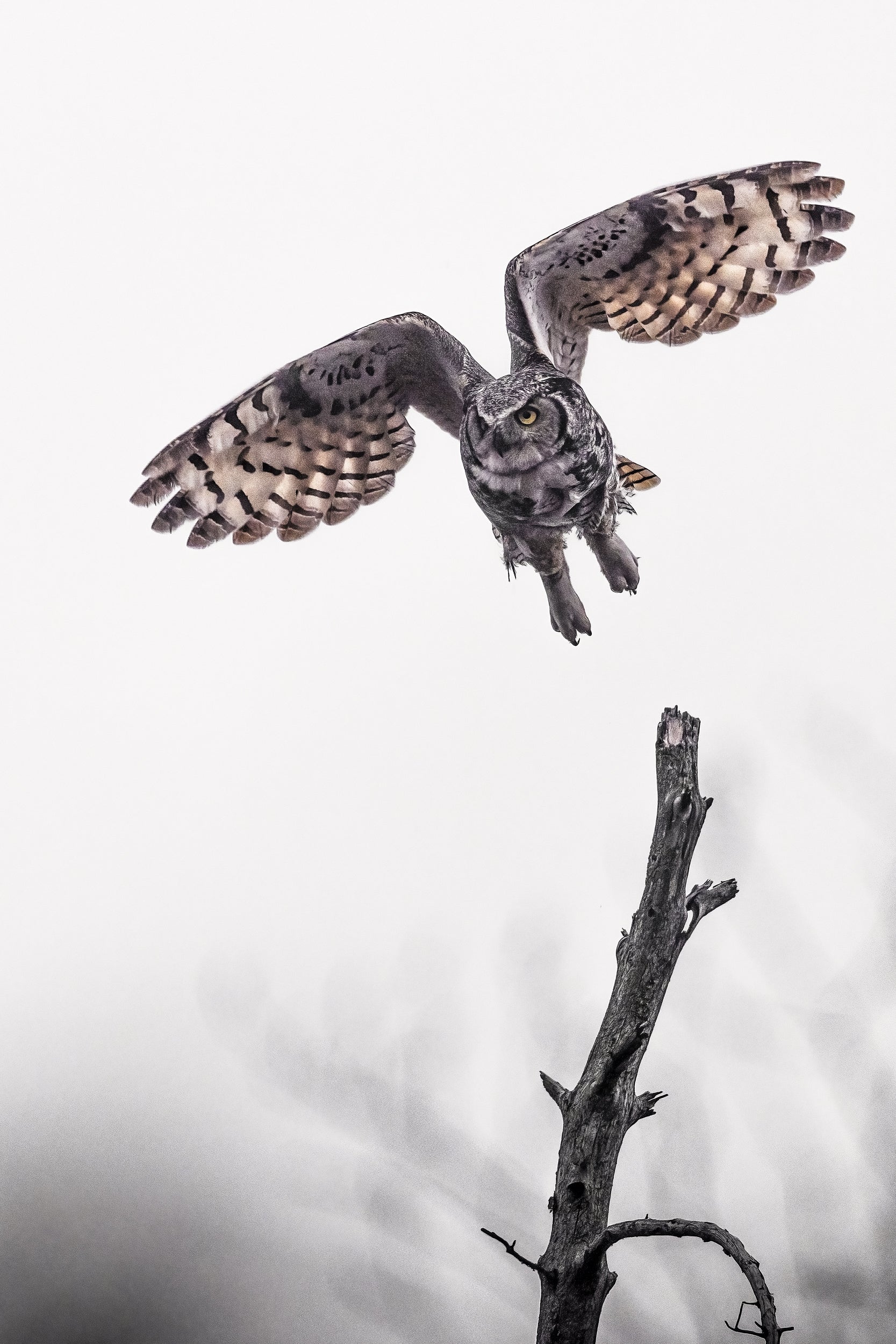 Great Horned Owl 028