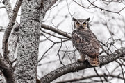 Great Horned Owl 029