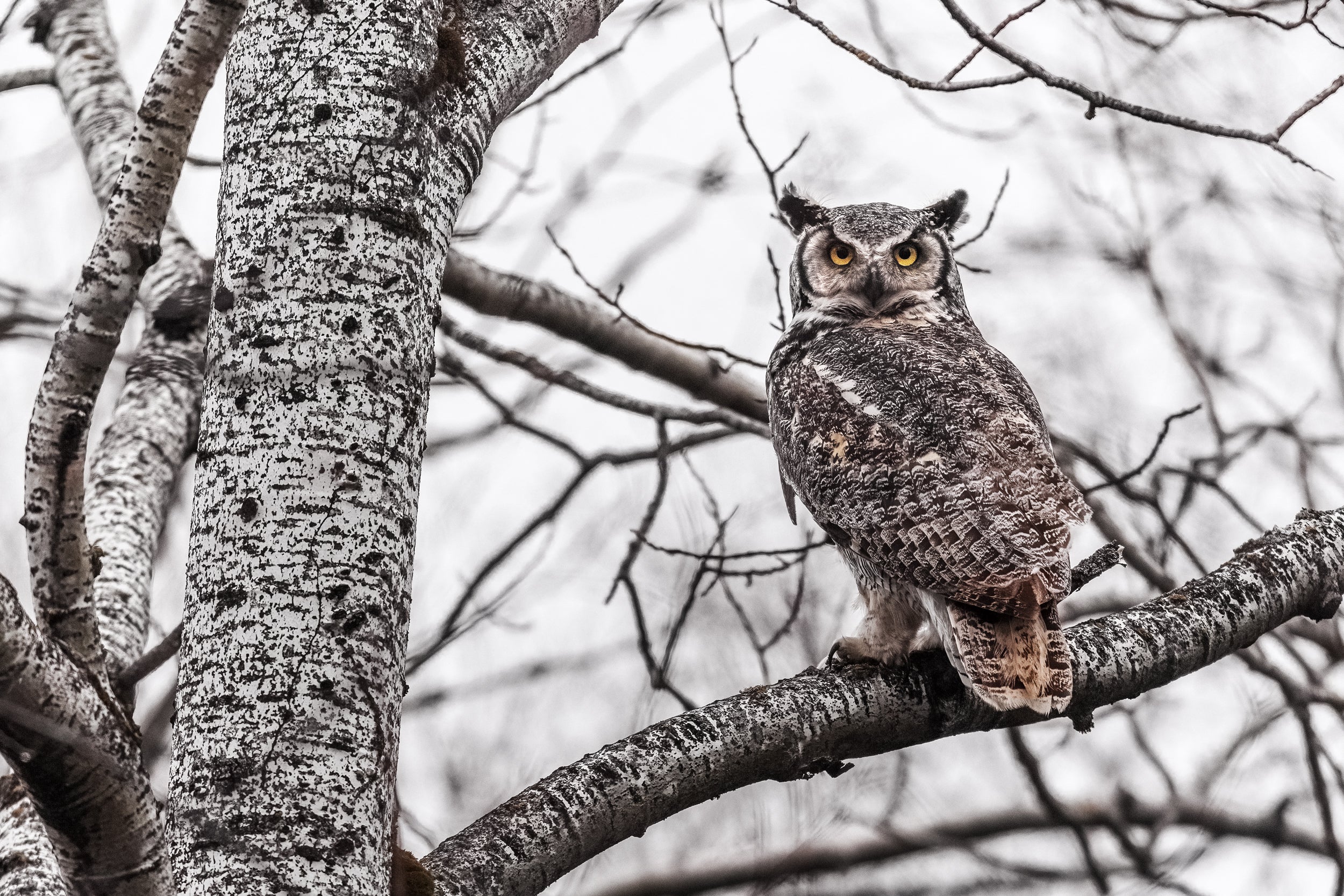 Great Horned Owl 029