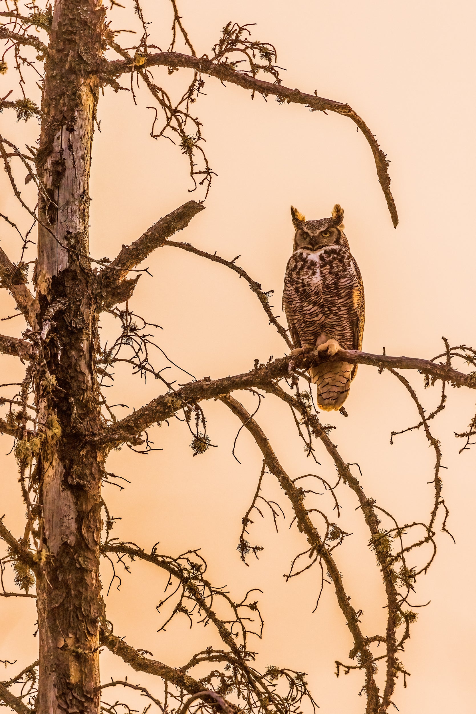 Great Horned Owl 030