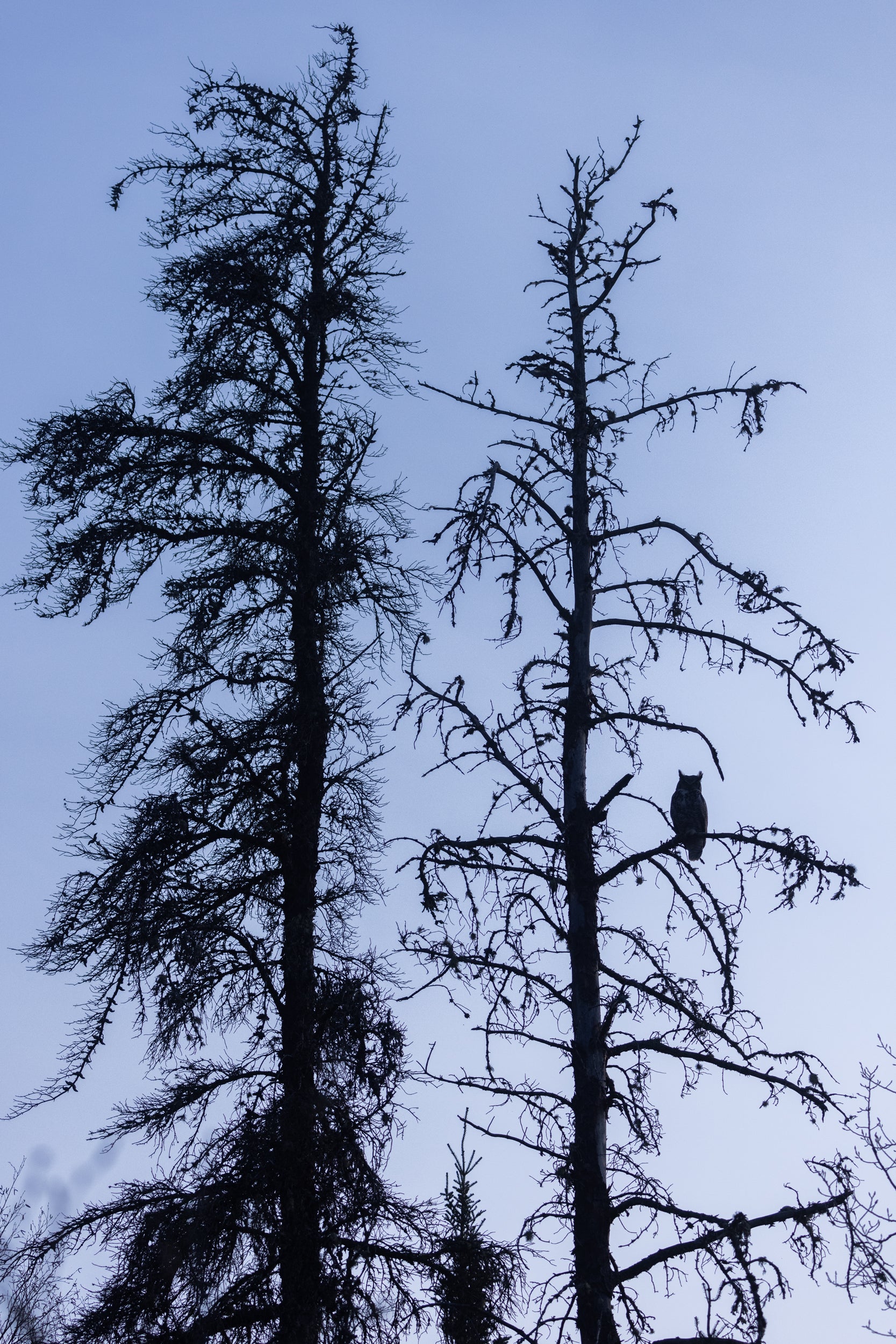 Great Horned Owl 031