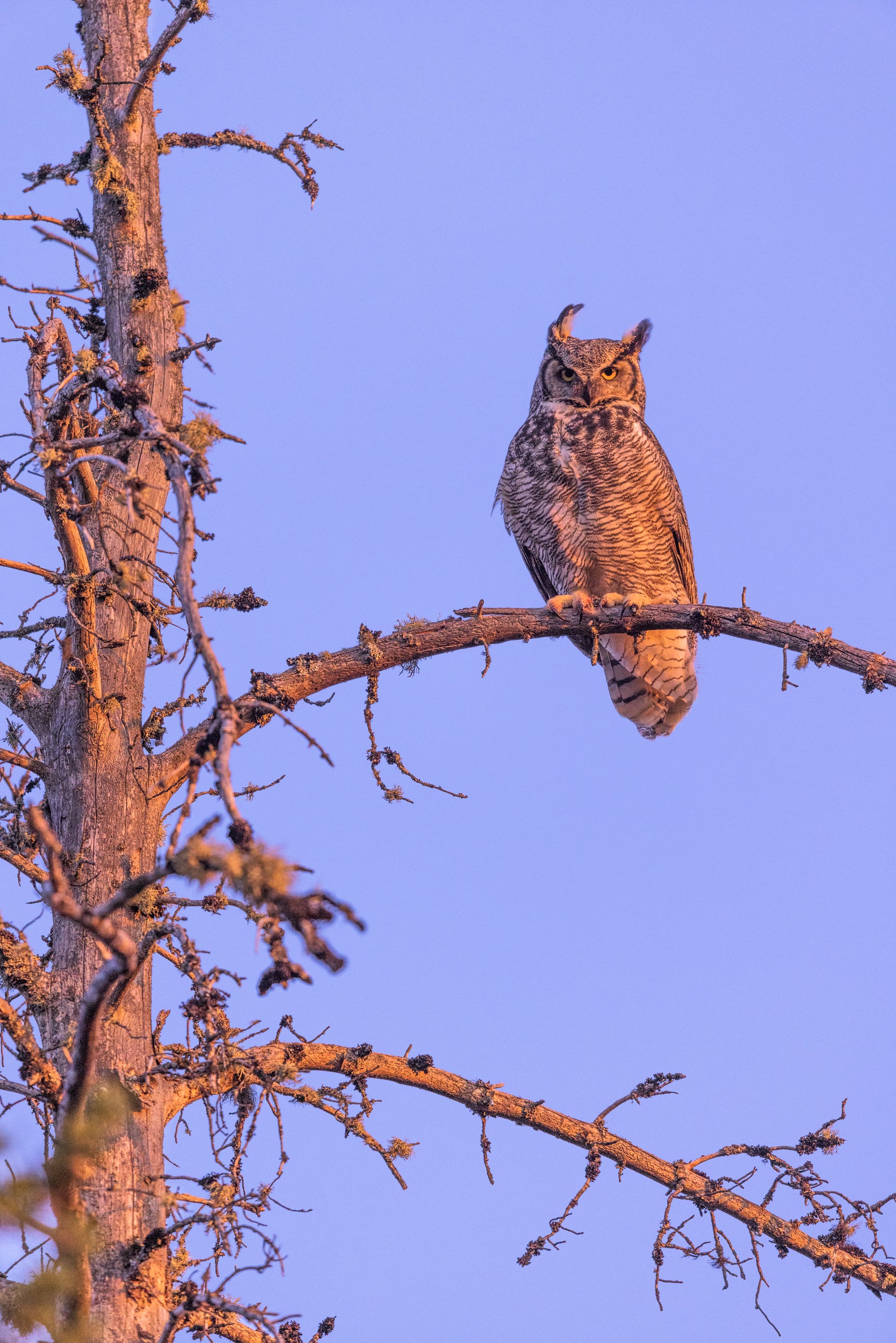 Great Horned Owl 035