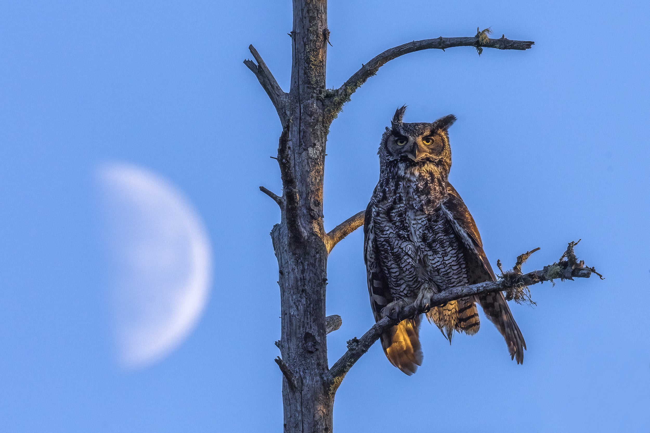 Great Horned Owl 042