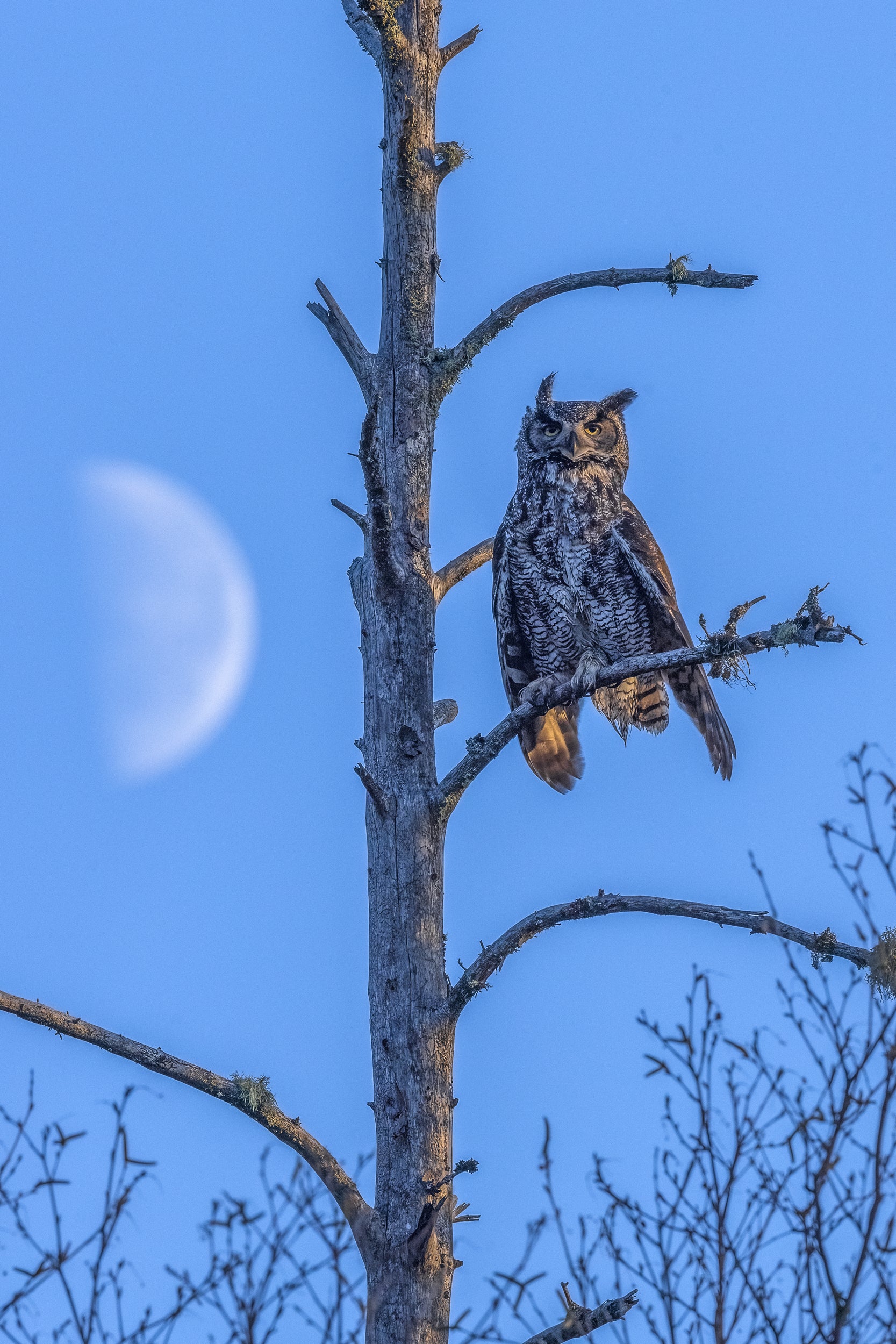 Great Horned Owl 043
