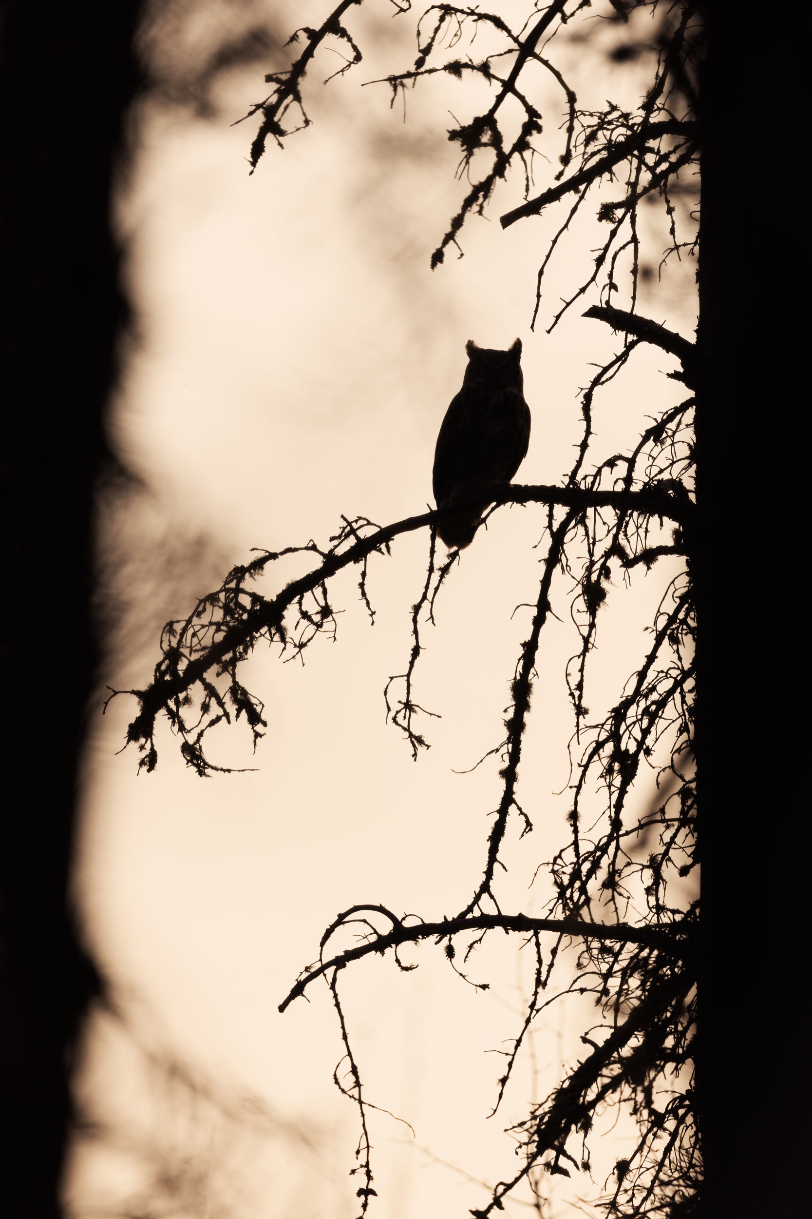 Great Horned Owl 044