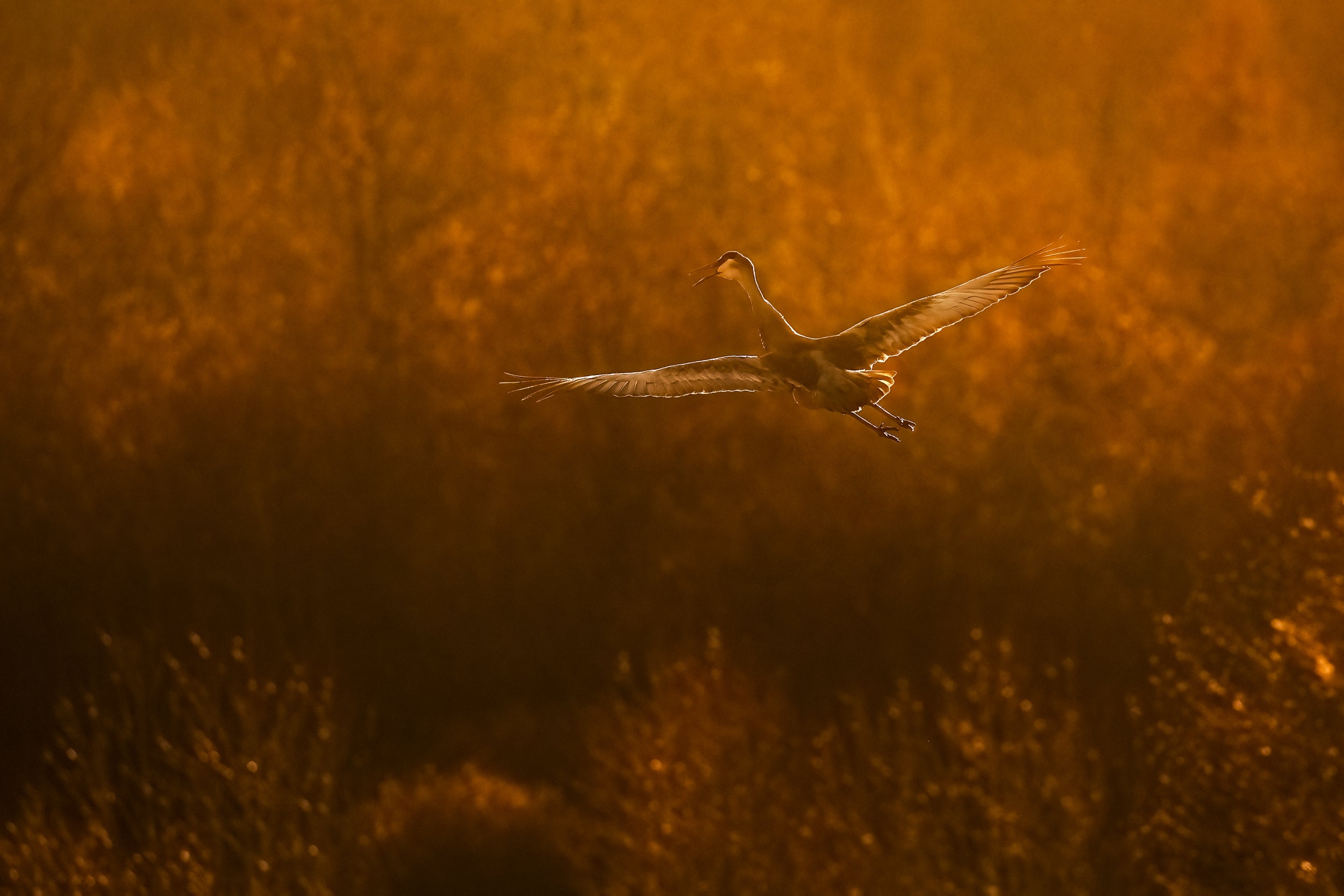 Sandhill Crane 004