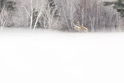 Sandhill Crane 007