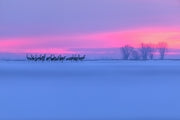 Sandhill Crane 010