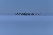 Sandhill Crane 011