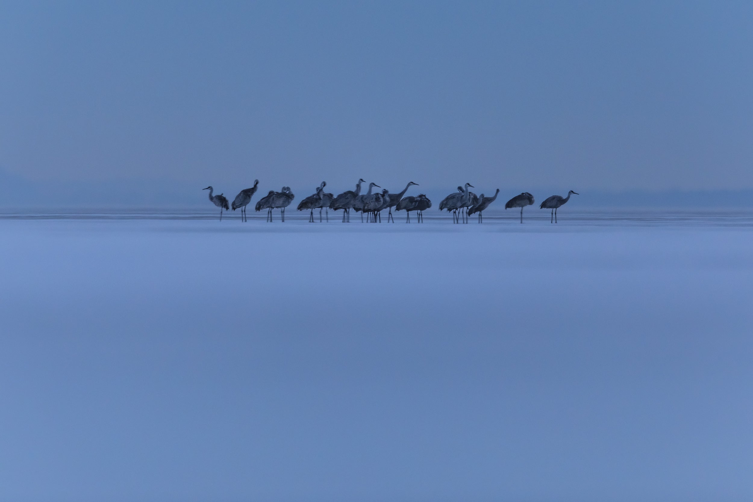 Sandhill Crane 011