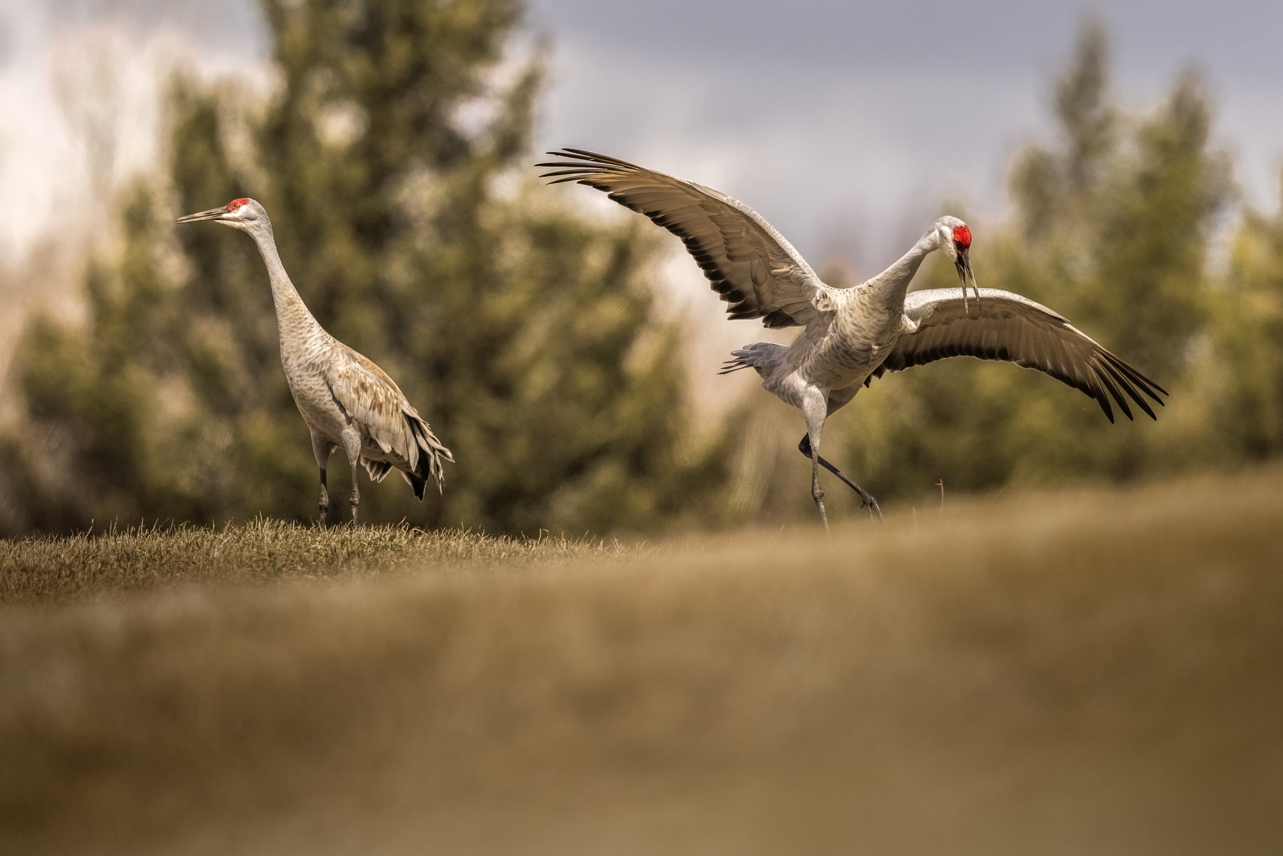 Sandhill Crane 012