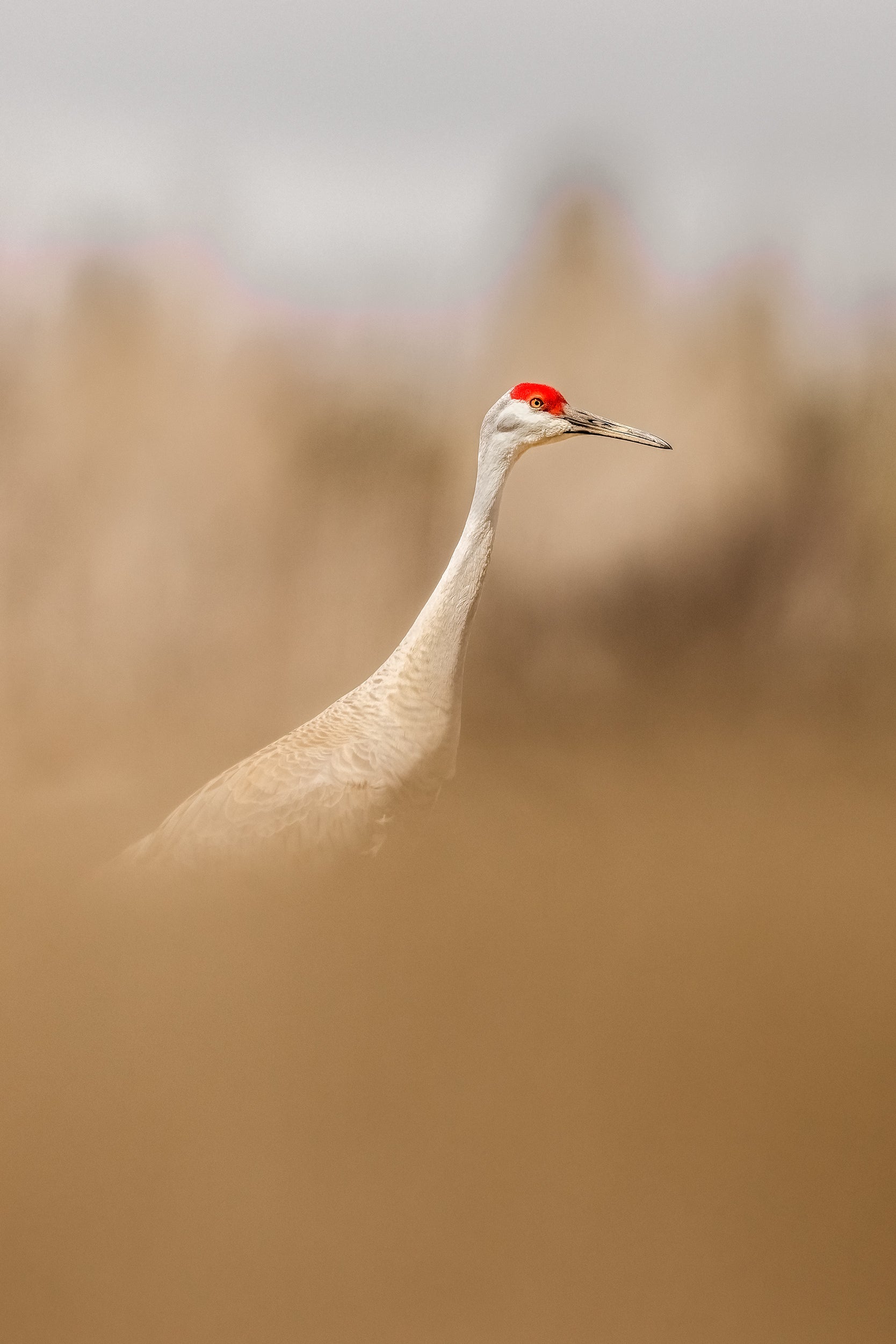Sandhill Crane 013