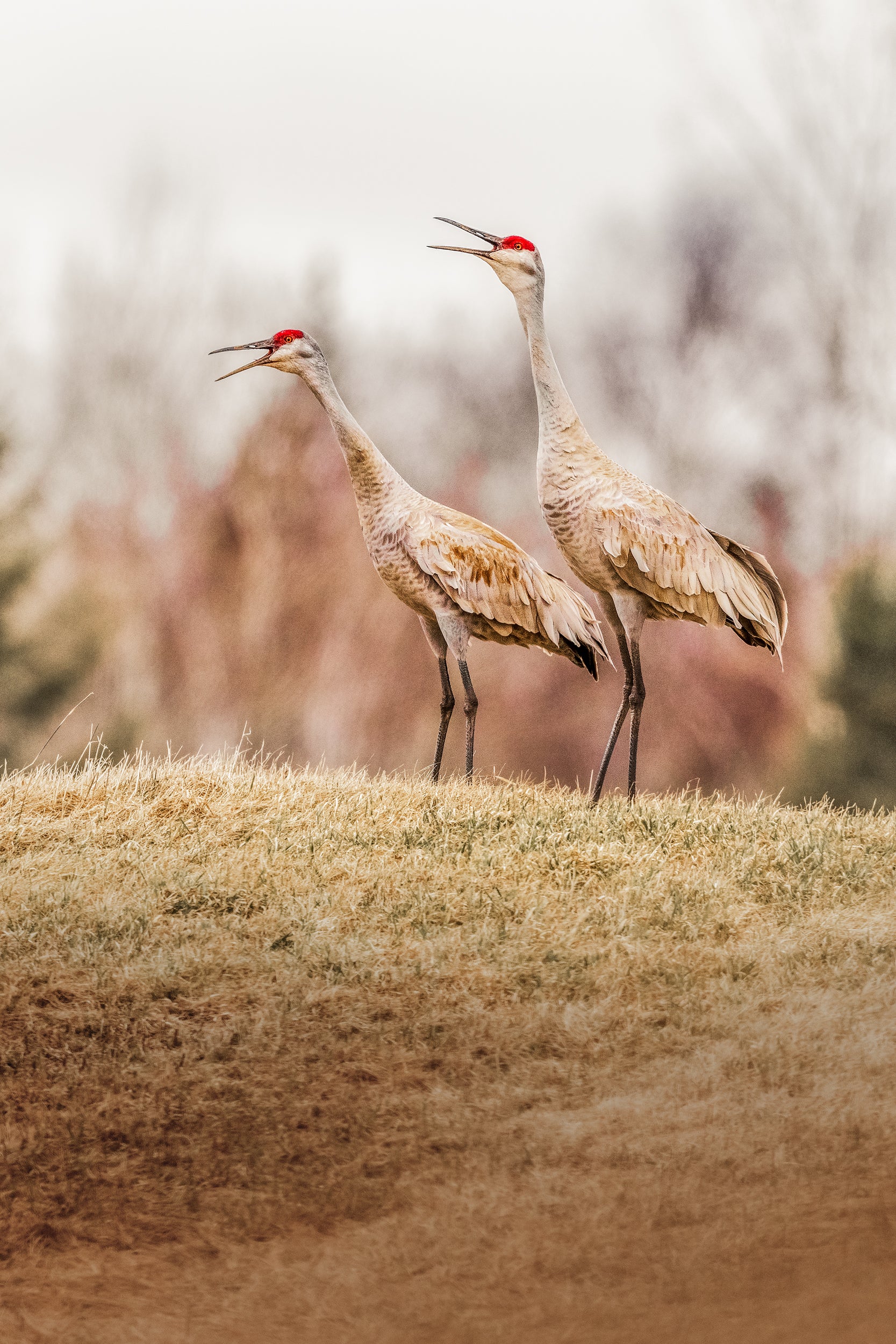 Sandhill Crane 014