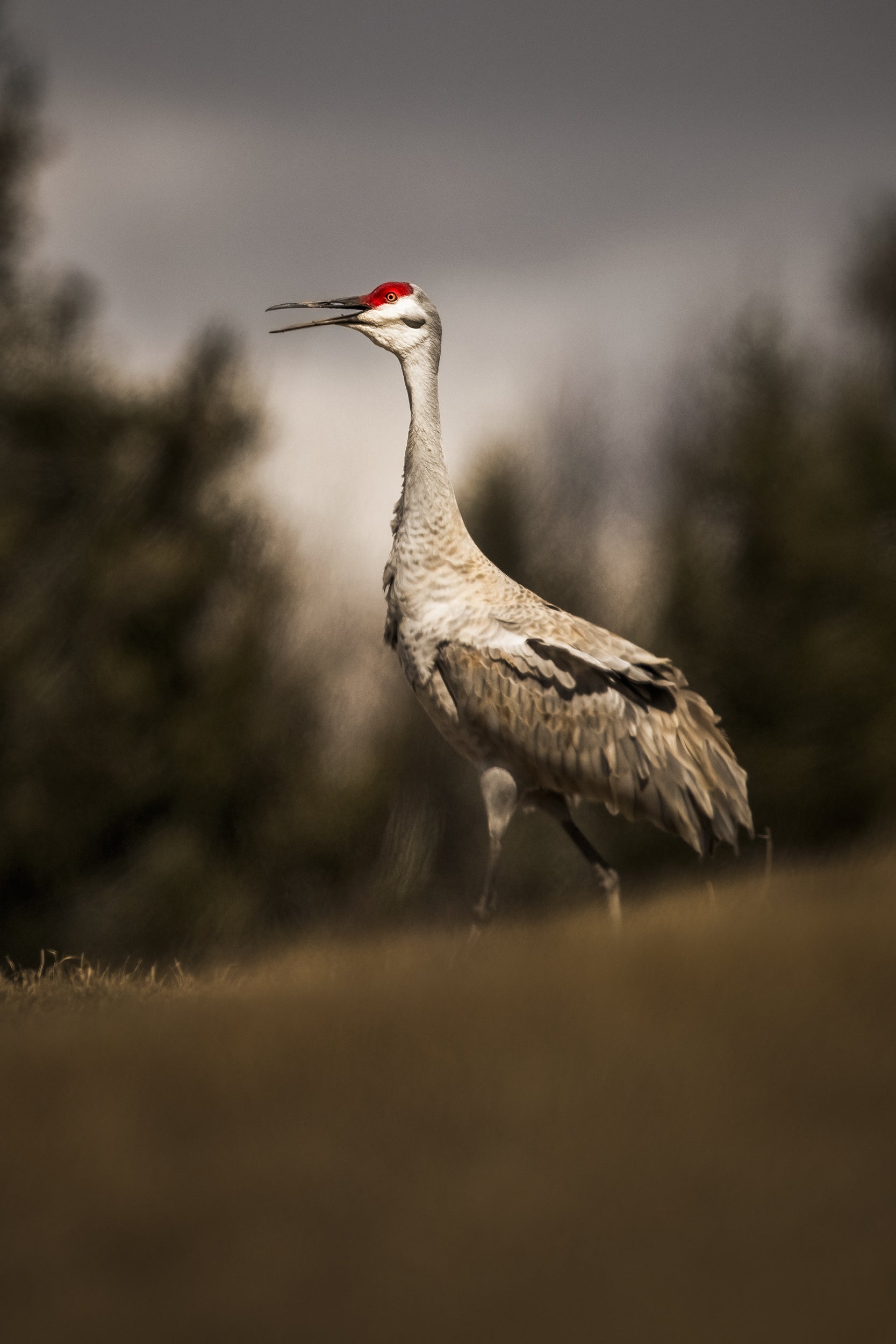 Sandhill Crane 015