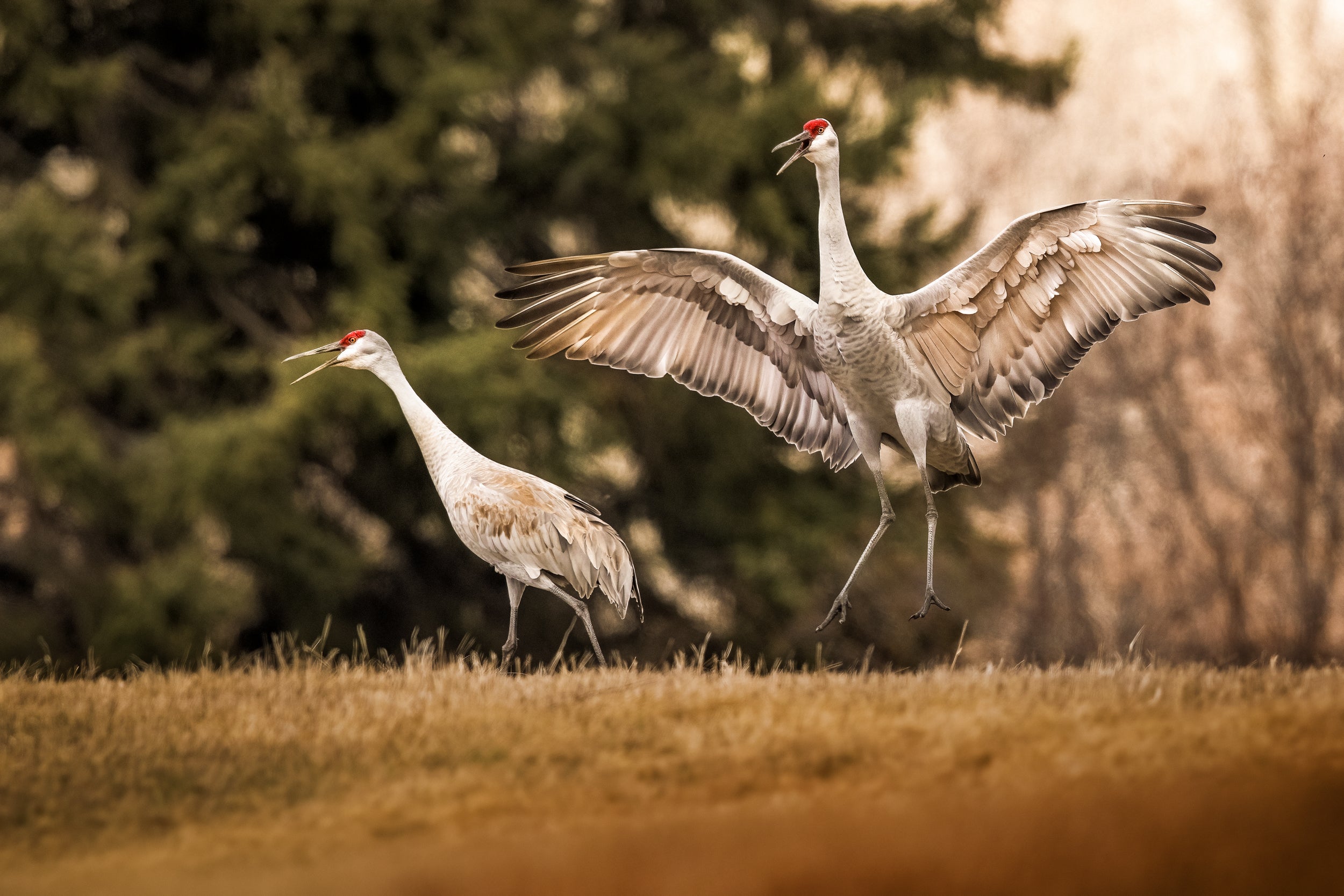 Sandhill Crane 016