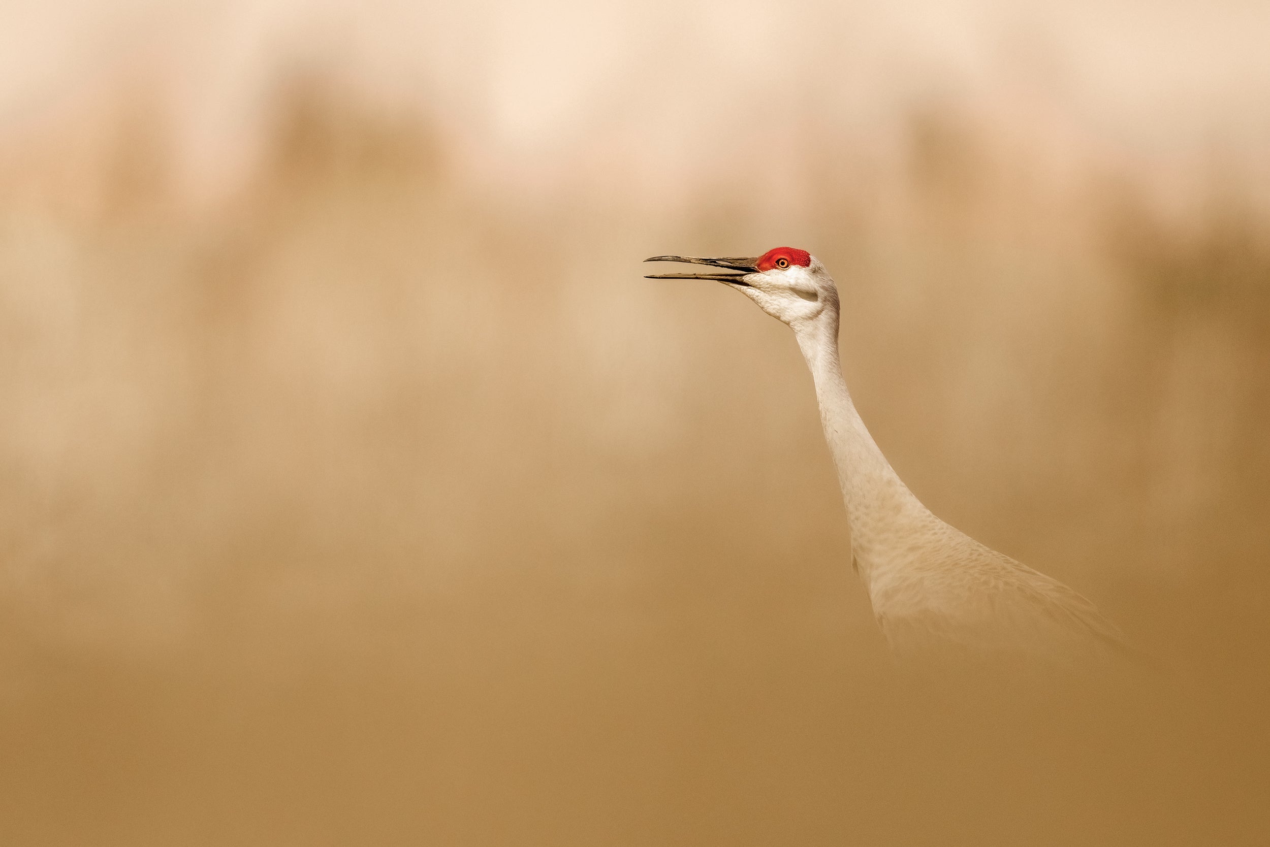 Sandhill Crane 017
