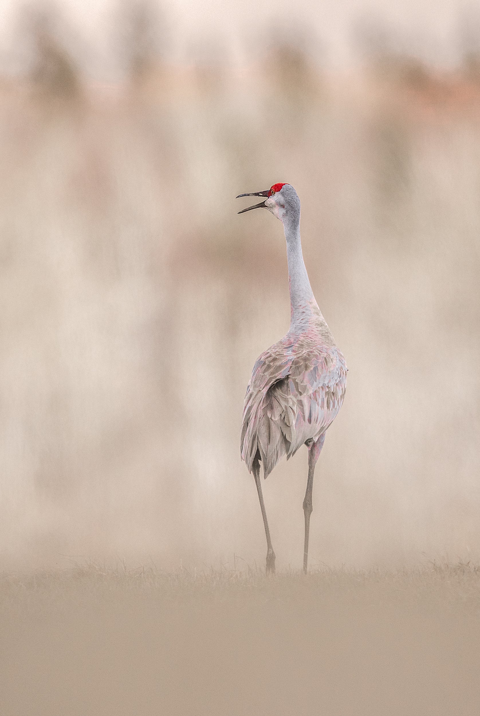 Sandhill Crane 018