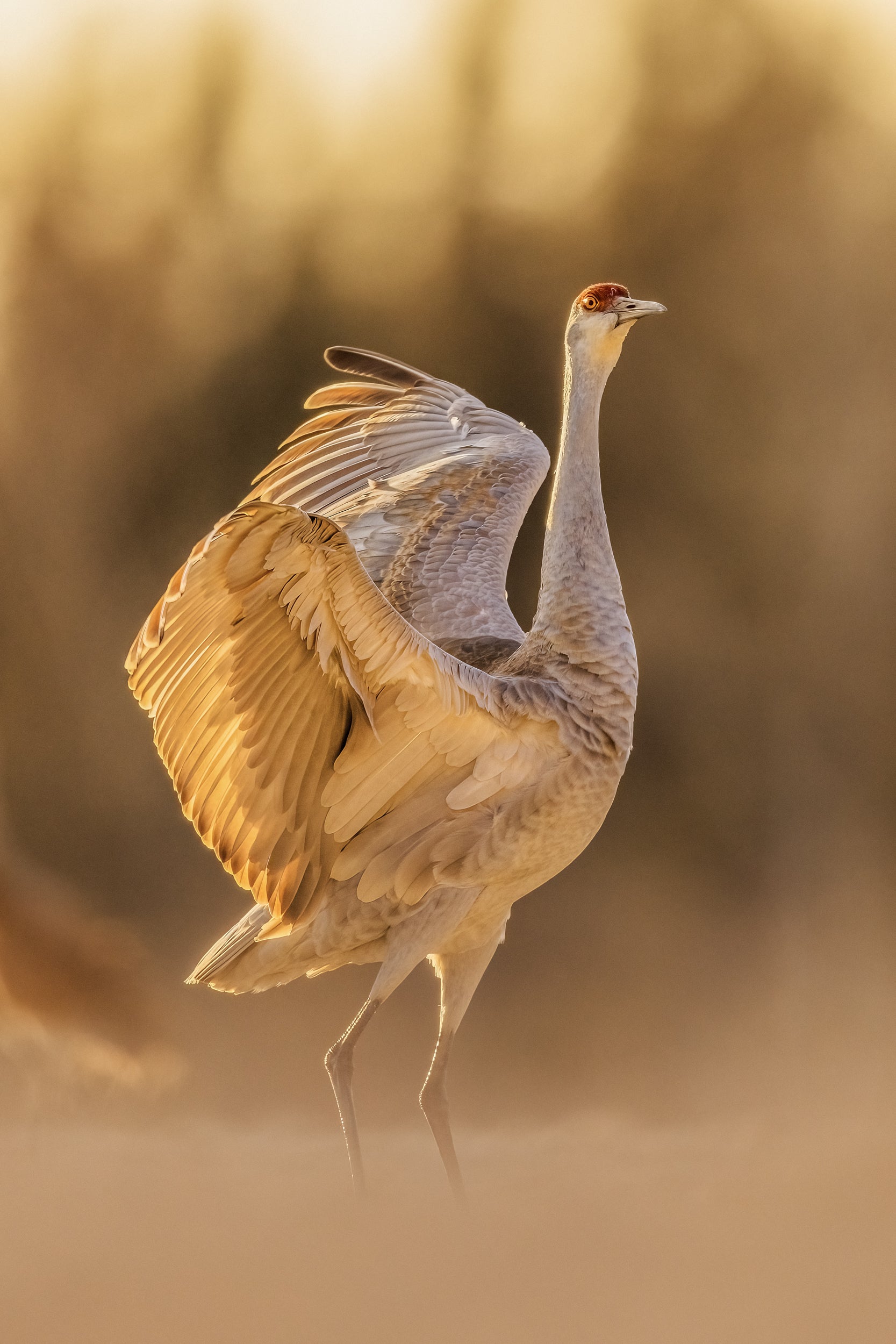 Sandhill Crane 020
