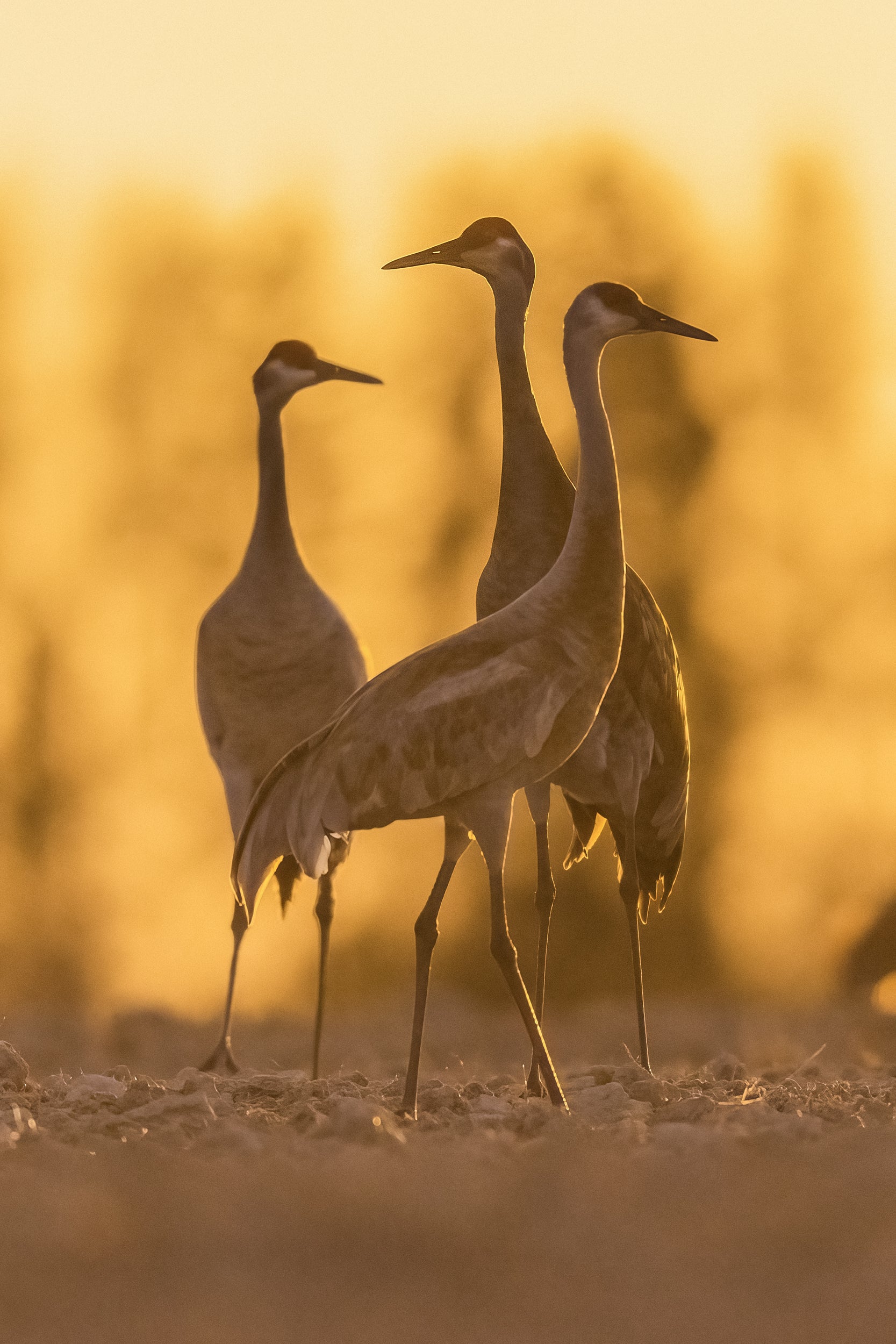 Sandhill Crane 021
