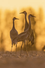 Sandhill Crane 021