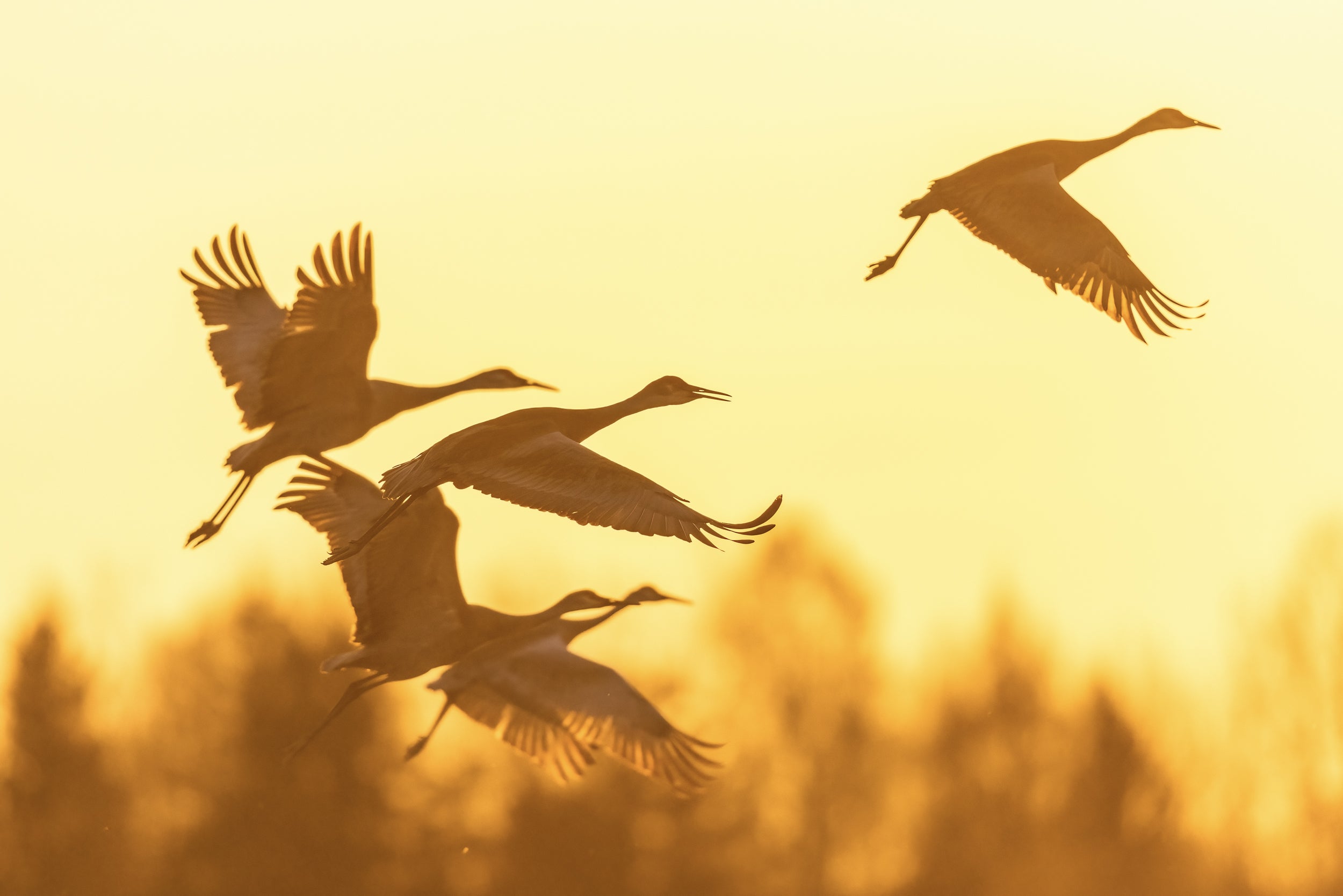 Sandhill Crane 022